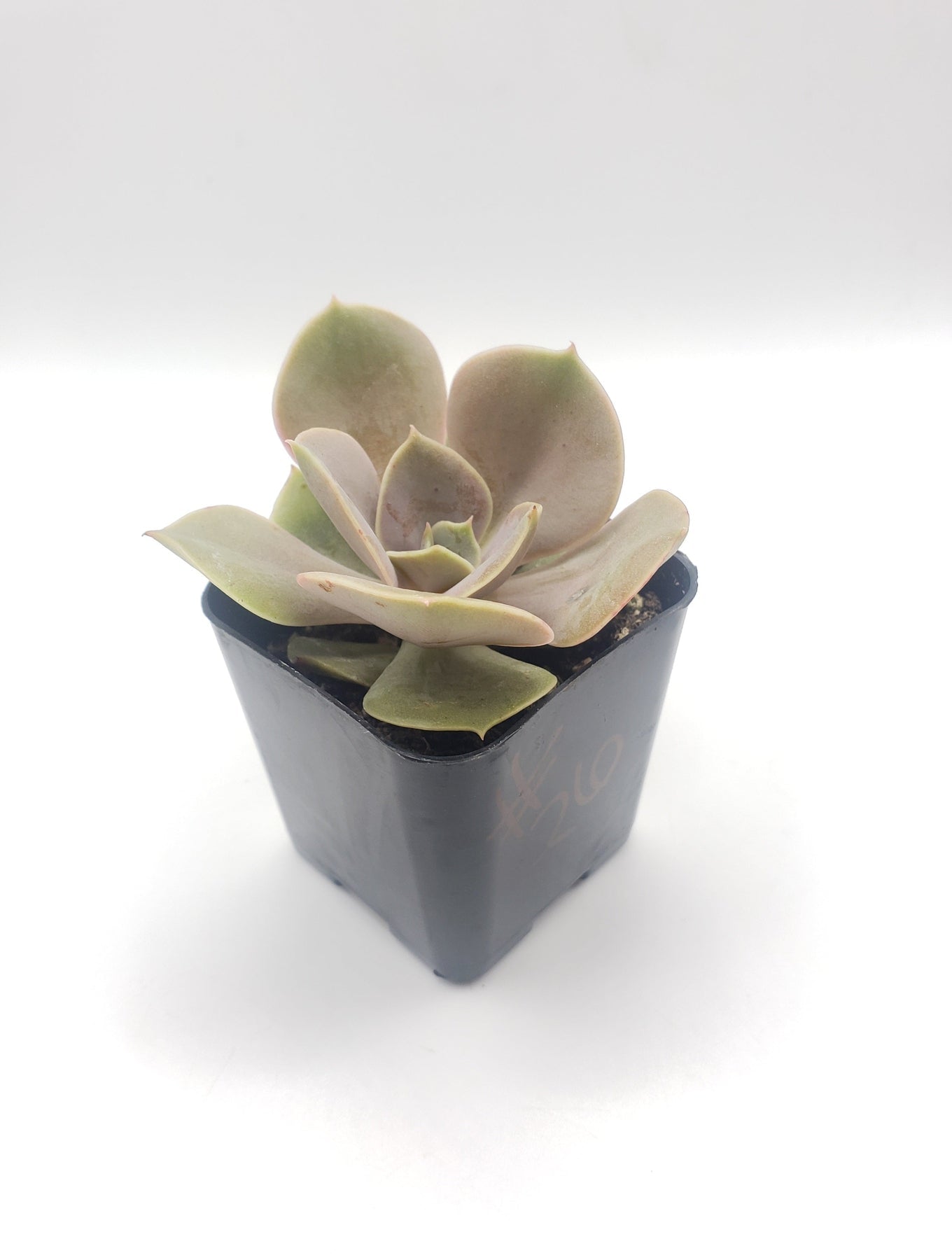 #26 Echeveria hybrid-Succulent - Small - Exact 2in Type-The Succulent Source