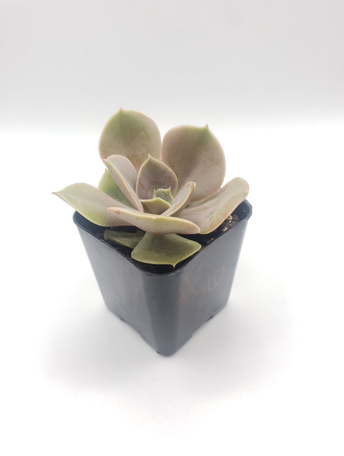 hybrid succulent plants #26 Echeveria hybrid