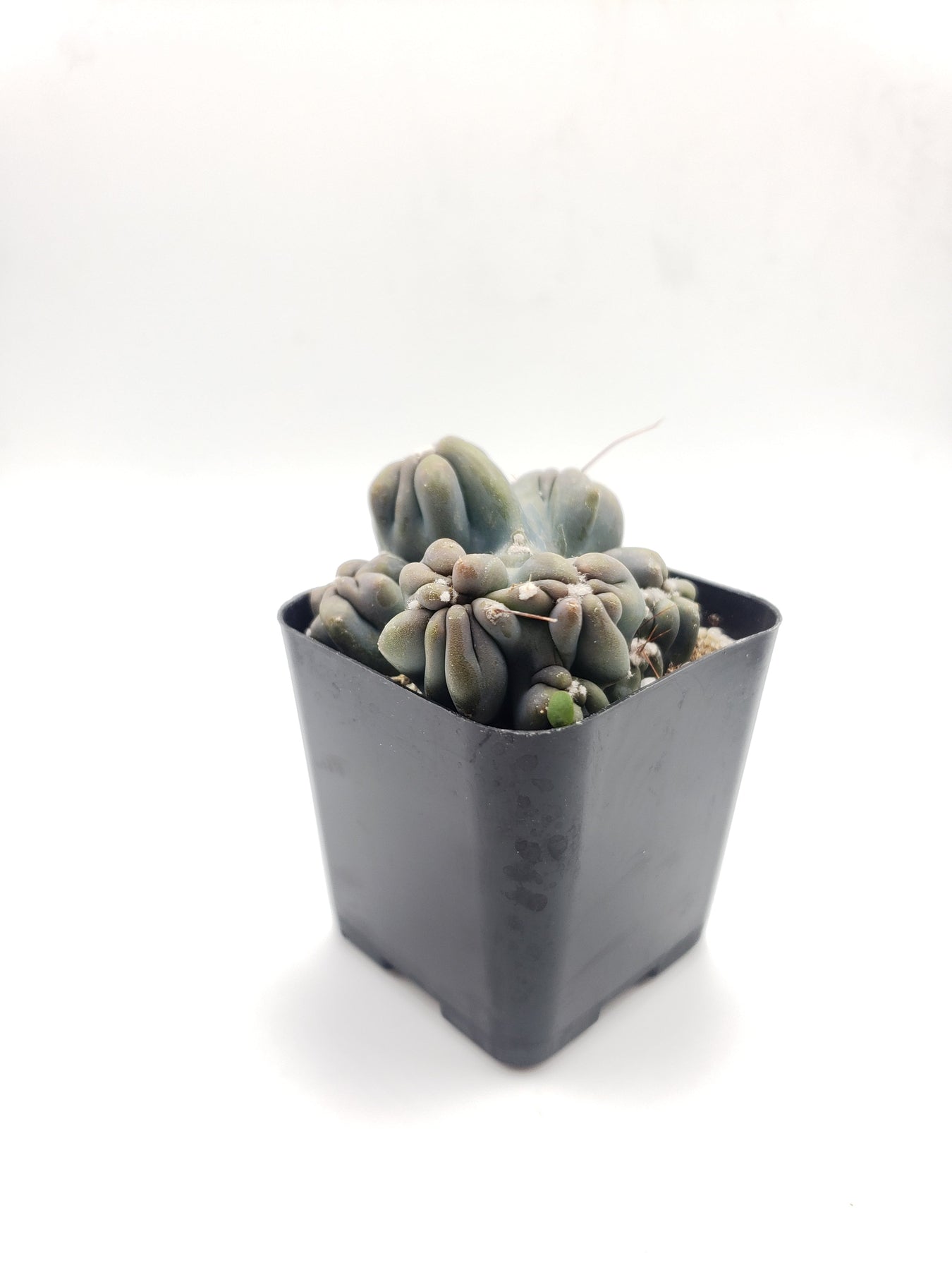 #26c Ming Things-Cactus - Small - Exact Type-The Succulent Source