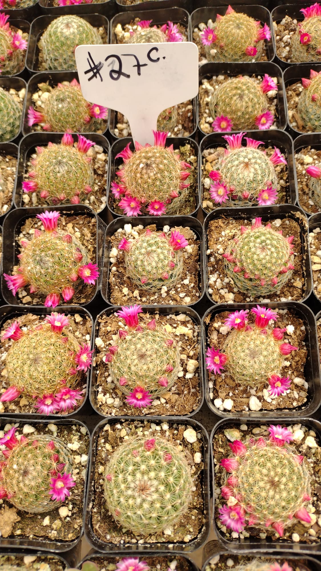 27c Powder Puff Mammillaria Bocasana-Cactus - Small - Exact Type-The Succulent Source