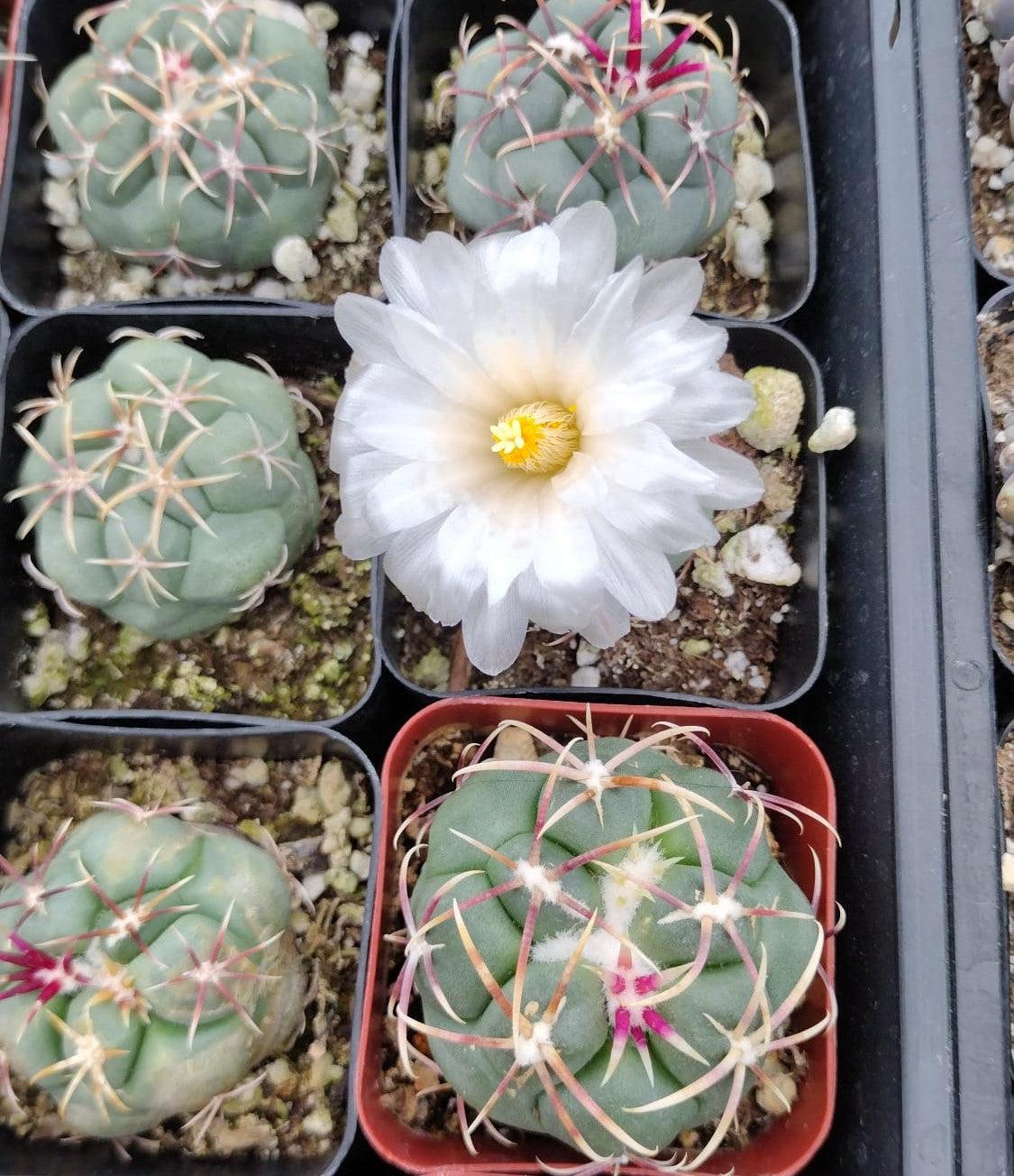 #28c Thelocactus hexaedrophorus-Cactus - Small - Exact Type-The Succulent Source