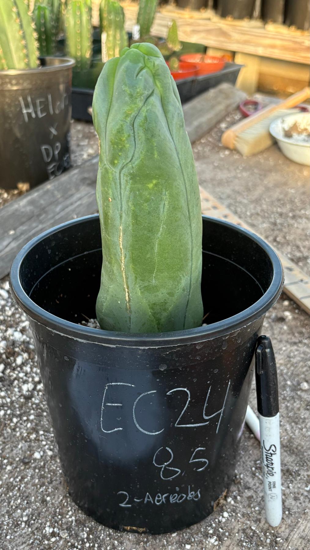 #EC24 EXACT Trichocereus Bridgesii TBM Penis monstrose Long Form Cactus 8.5”