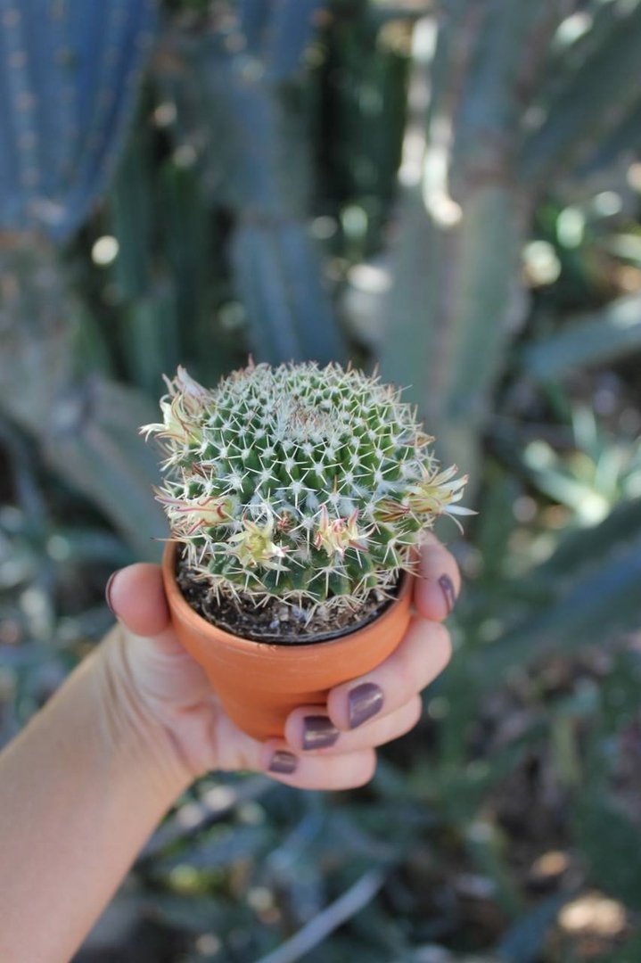 2.5" Assorted Cactus (w/ Names) bulk wholesale succulent prices at the succulent source - 7