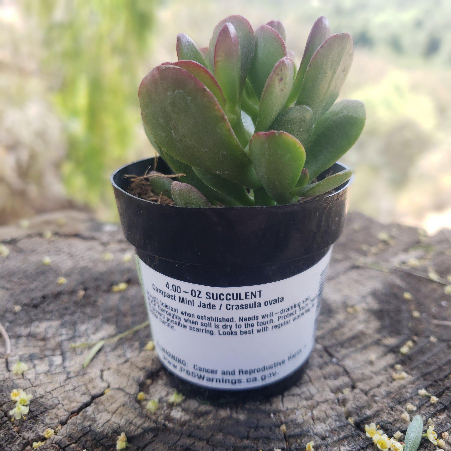 2.5" COMPACT JADE-Succulent - Small - Exact 2.5 Type-The Succulent Source