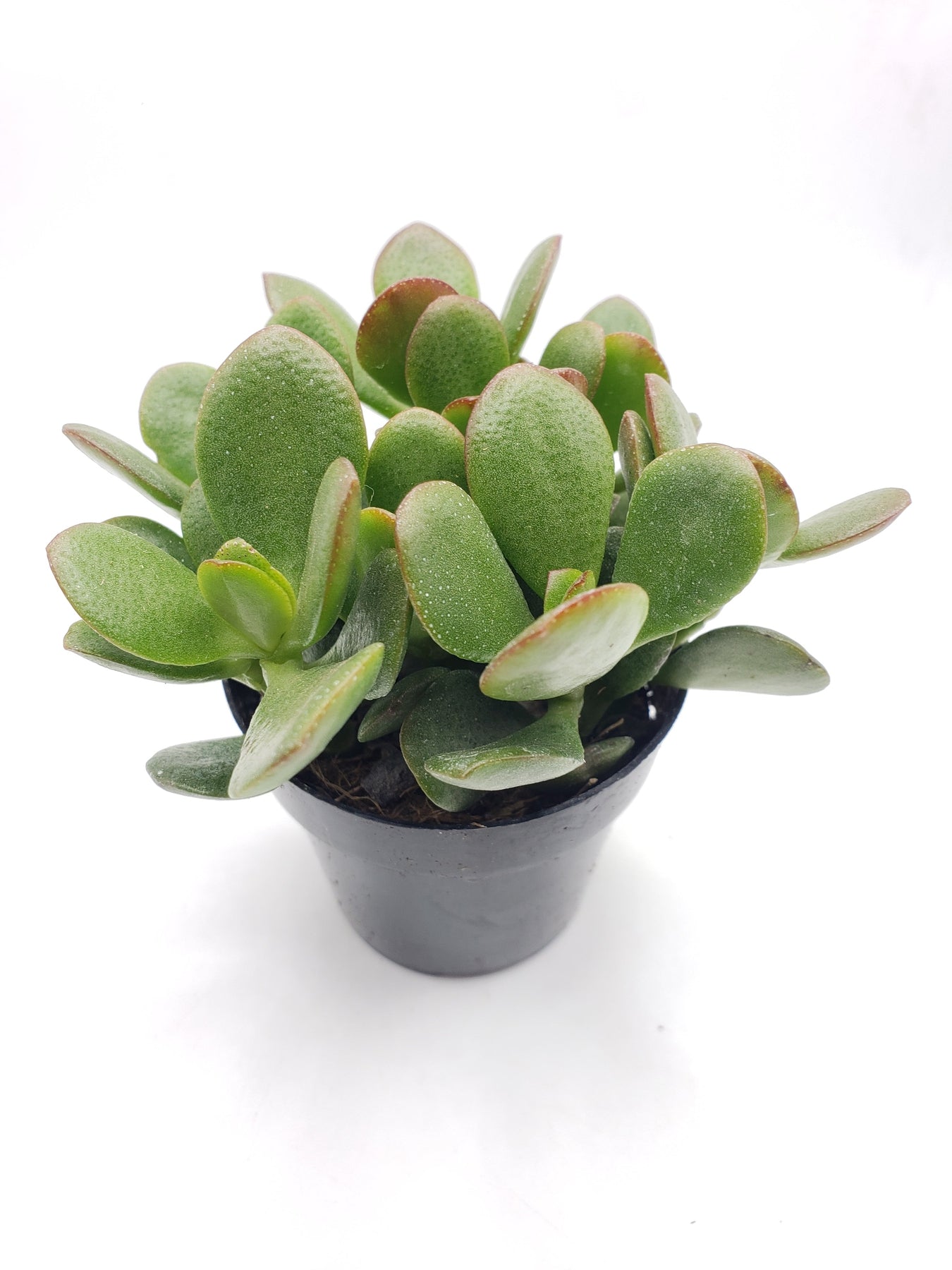 2.5" COMPACT JADE-Succulent - Small - Exact 2.5 Type-The Succulent Source