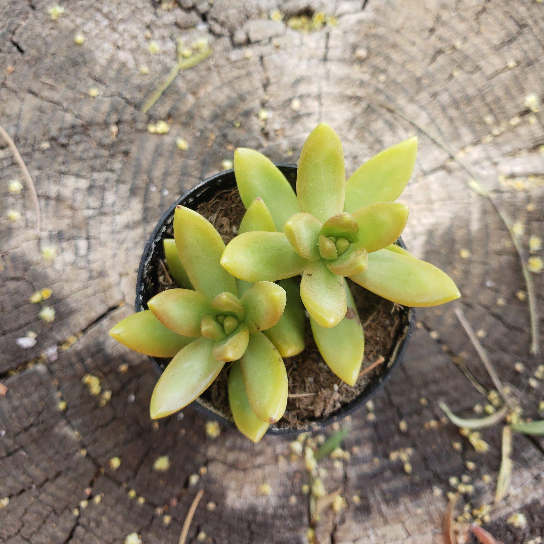 2.5" GOLDEN SEDUM/ SEDUM ALOPHI-Succulent - Small - Exact 2.5 Type-The Succulent Source
