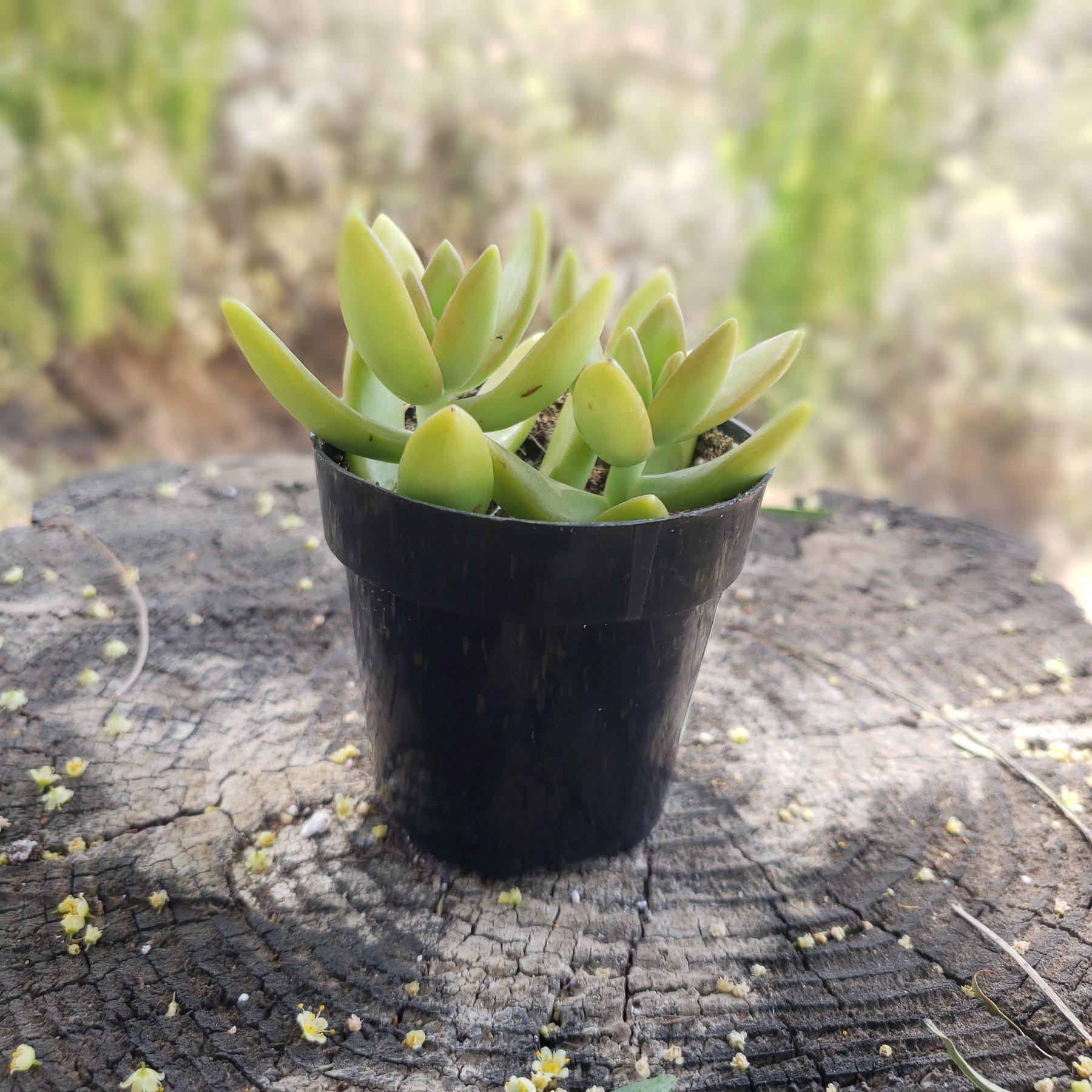 2.5" GOLDEN SEDUM/ SEDUM ALOPHI-Succulent - Small - Exact 2.5 Type-The Succulent Source