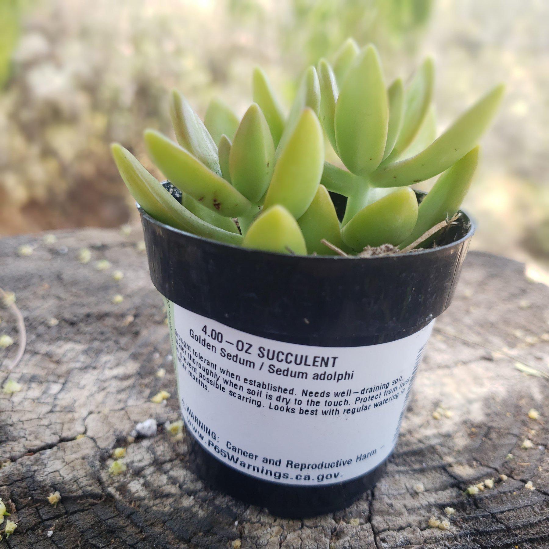 2.5" GOLDEN SEDUM/ SEDUM ALOPHI-Succulent - Small - Exact 2.5 Type-The Succulent Source