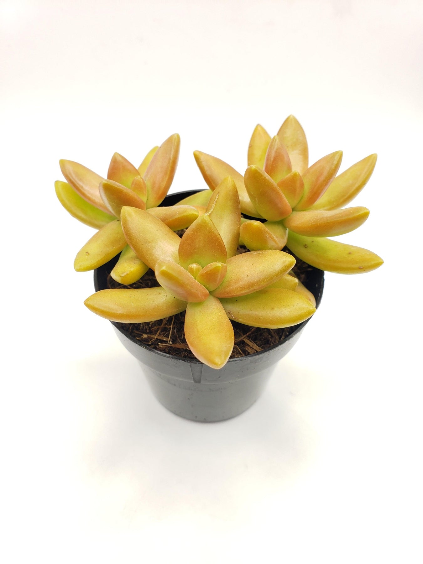 2.5" GOLDEN SEDUM/ SEDUM ALOPHI-Succulent - Small - Exact 2.5 Type-The Succulent Source
