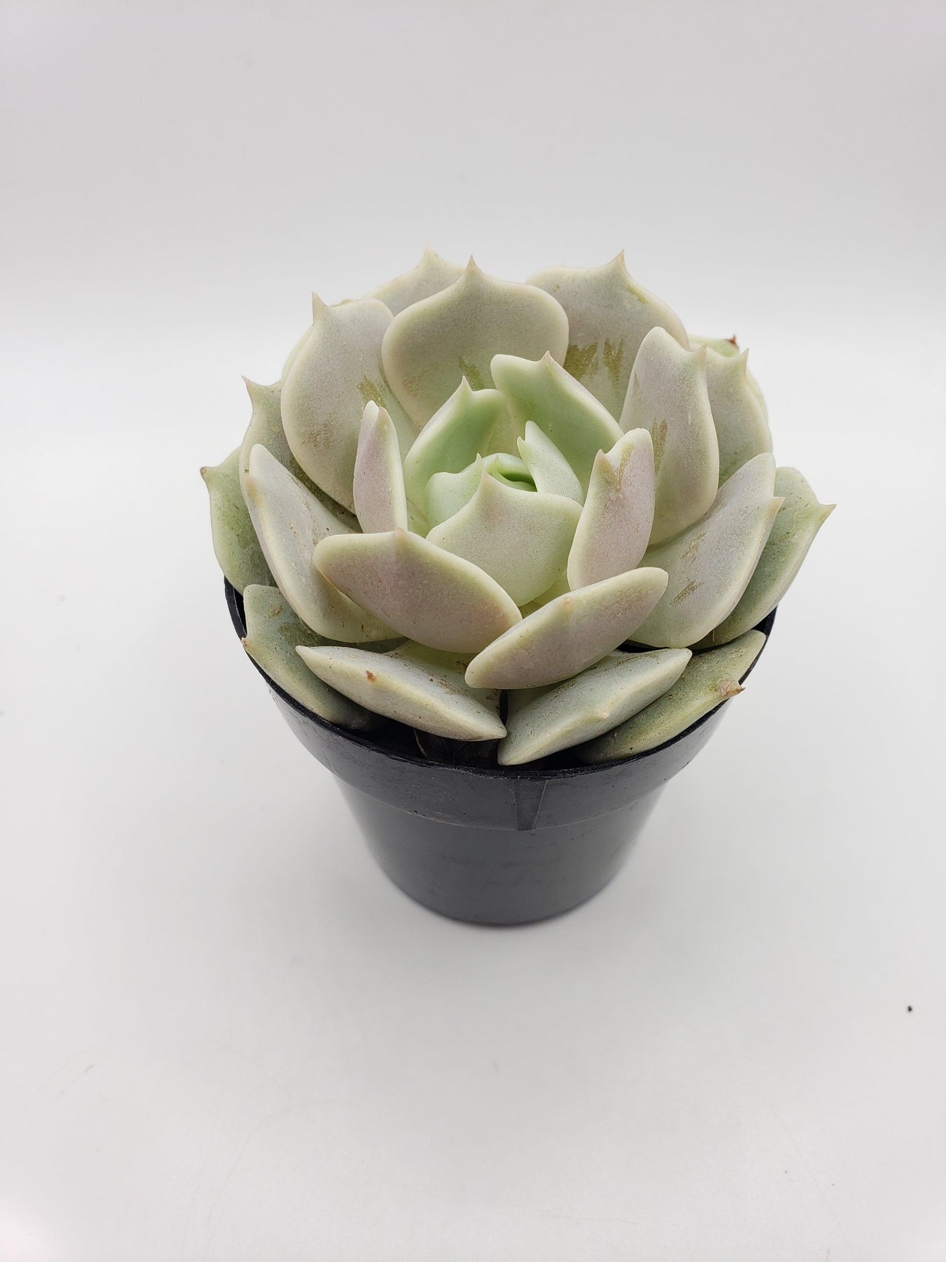 succulent lola 2.5" Lola Echeveria