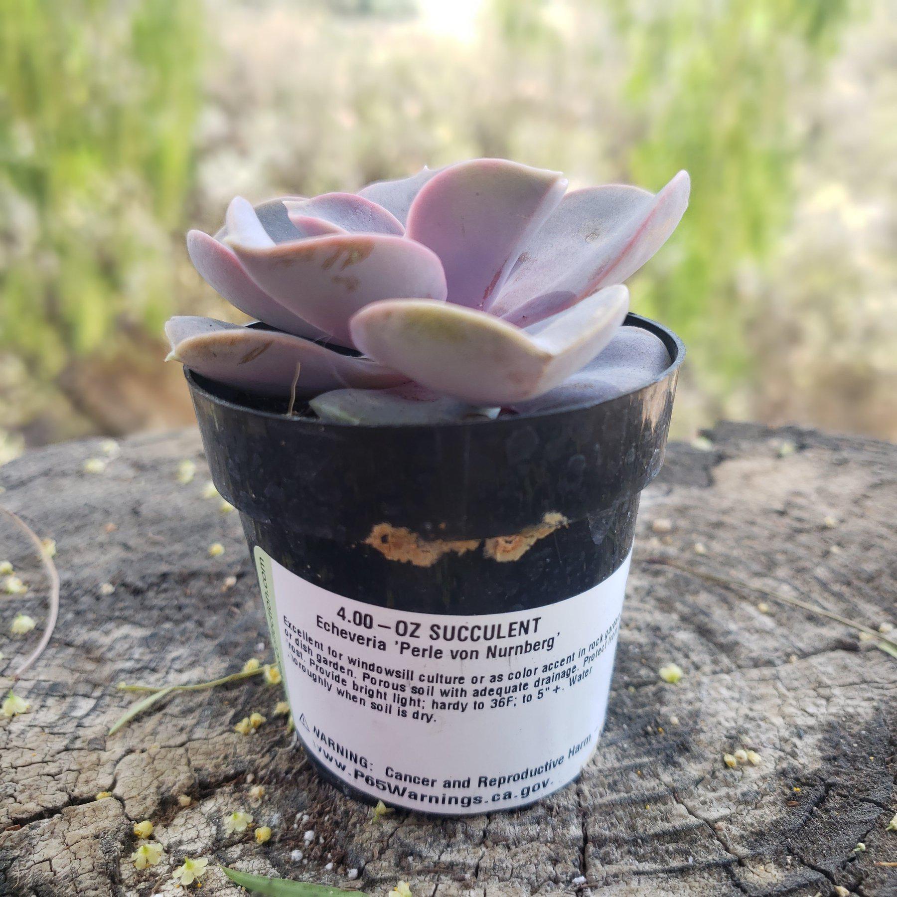2.5" PERLE VON NUREMBERG-Succulent - Small - Exact 2.5 Type-The Succulent Source