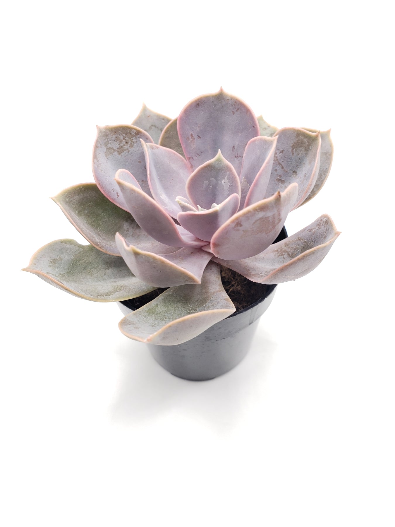 very succulent 2.5" PERLE VON NUREMBERG