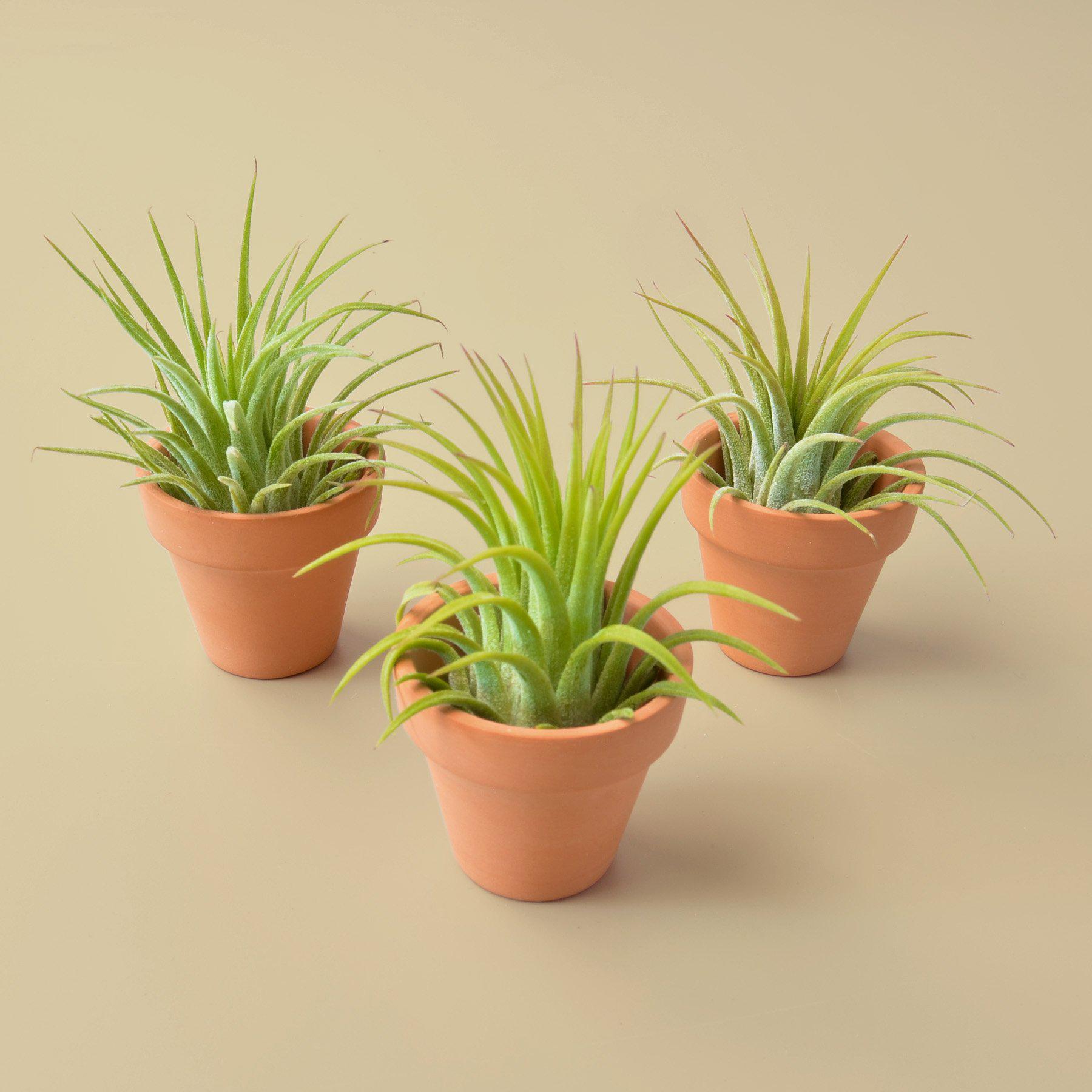 air plant botanical name 3 Ionantha Air Plants with Mini Terra Cotta Pots