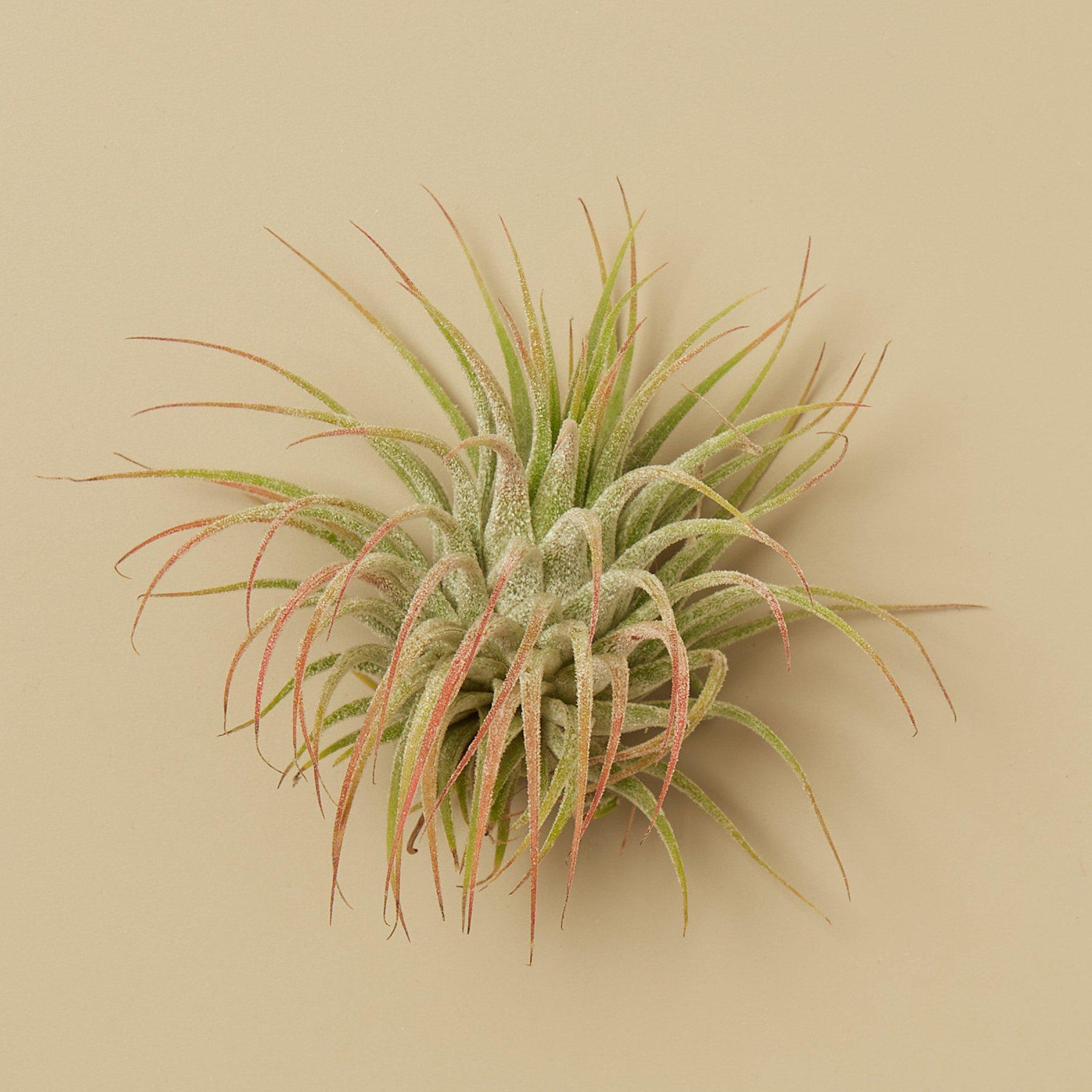 3 Ionantha Guatemala Air Plants - 2 Inch-Air PLants-The Succulent Source