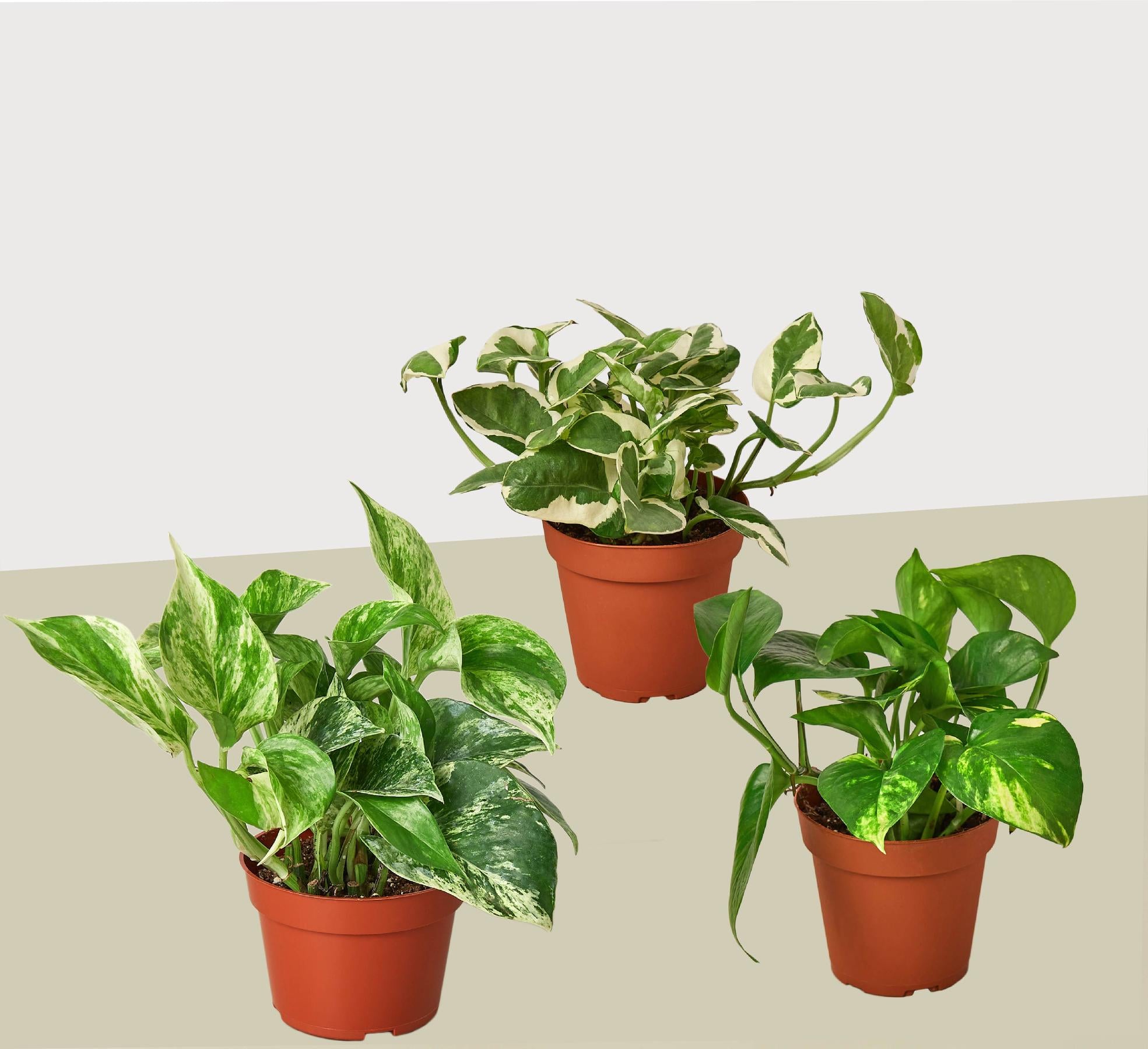 3 Pothos Variety Pack / 4" Pot / Live Plant / Home and Garden Plants-4" Plant (3pk/$2) ($13 Ship/47oz)-The Succulent Source