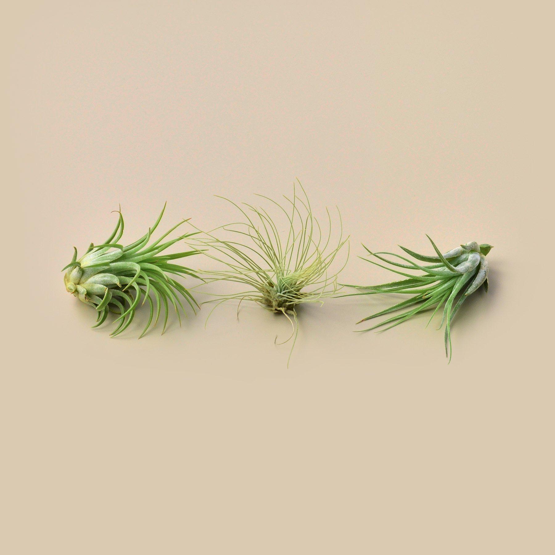 3 Small Tillandsia Air Plant Pack-Air PLants-The Succulent Source