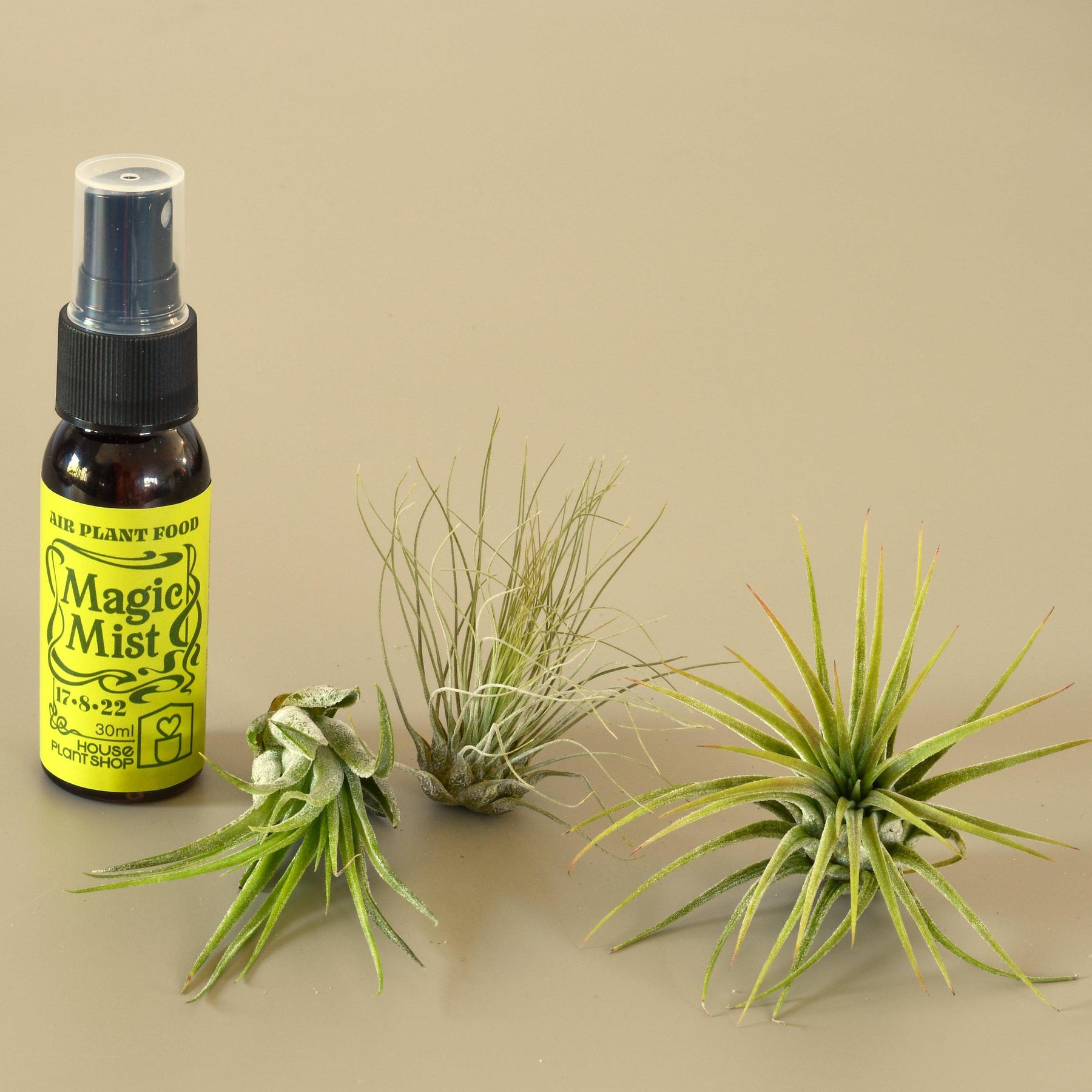 3 Small Tillandsia Air Plant Pack with Fertilizer Spray-Air PLants-The Succulent Source