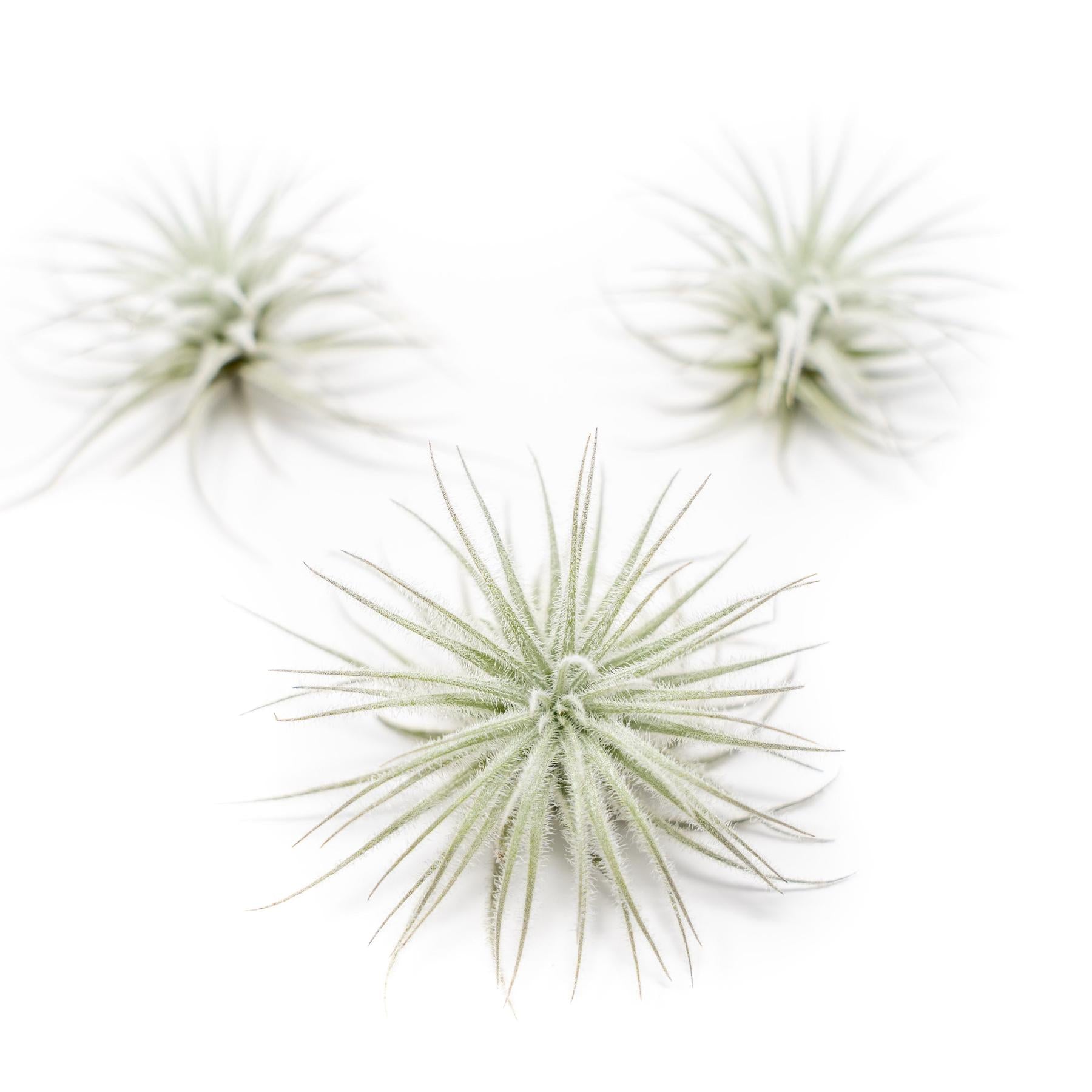 $3.33 Labor Day Special - 3 Tillandsia Tectorum Ecuador Air Plants for $10-airplant-The Succulent Source