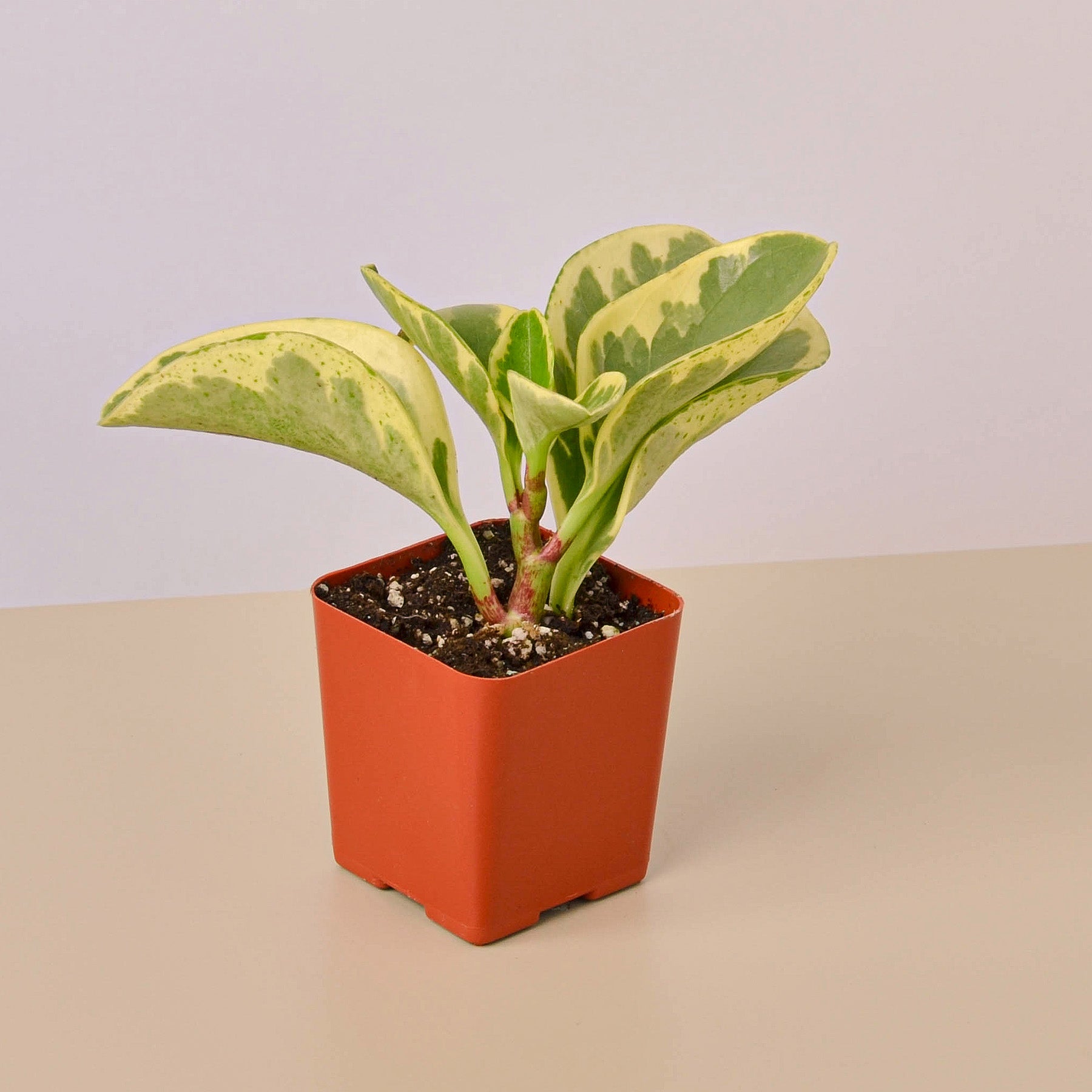 3" Tropical Plant Variety Bundle-The Succulent Source