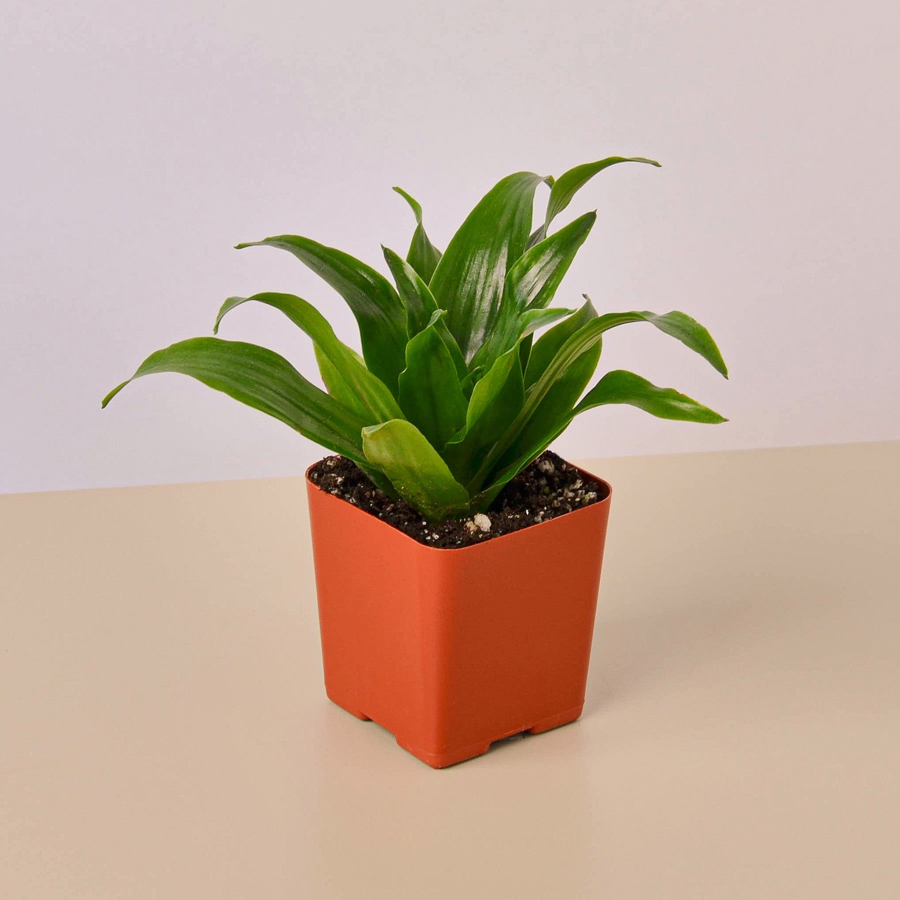 3" Tropical Plant Variety Bundle-The Succulent Source