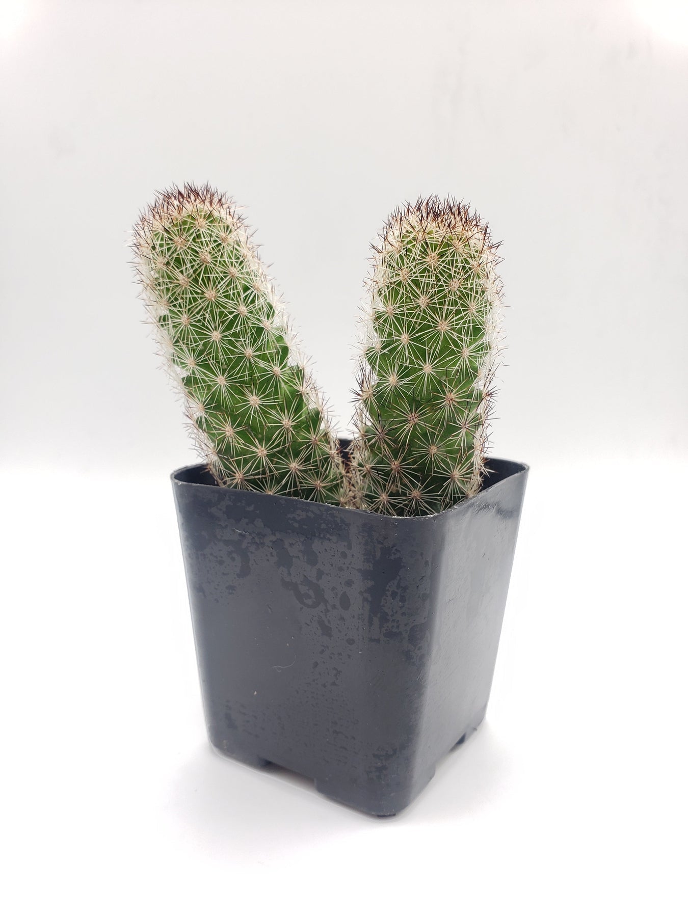 #32c Mammilaria-Cactus - Small - Exact Type-The Succulent Source