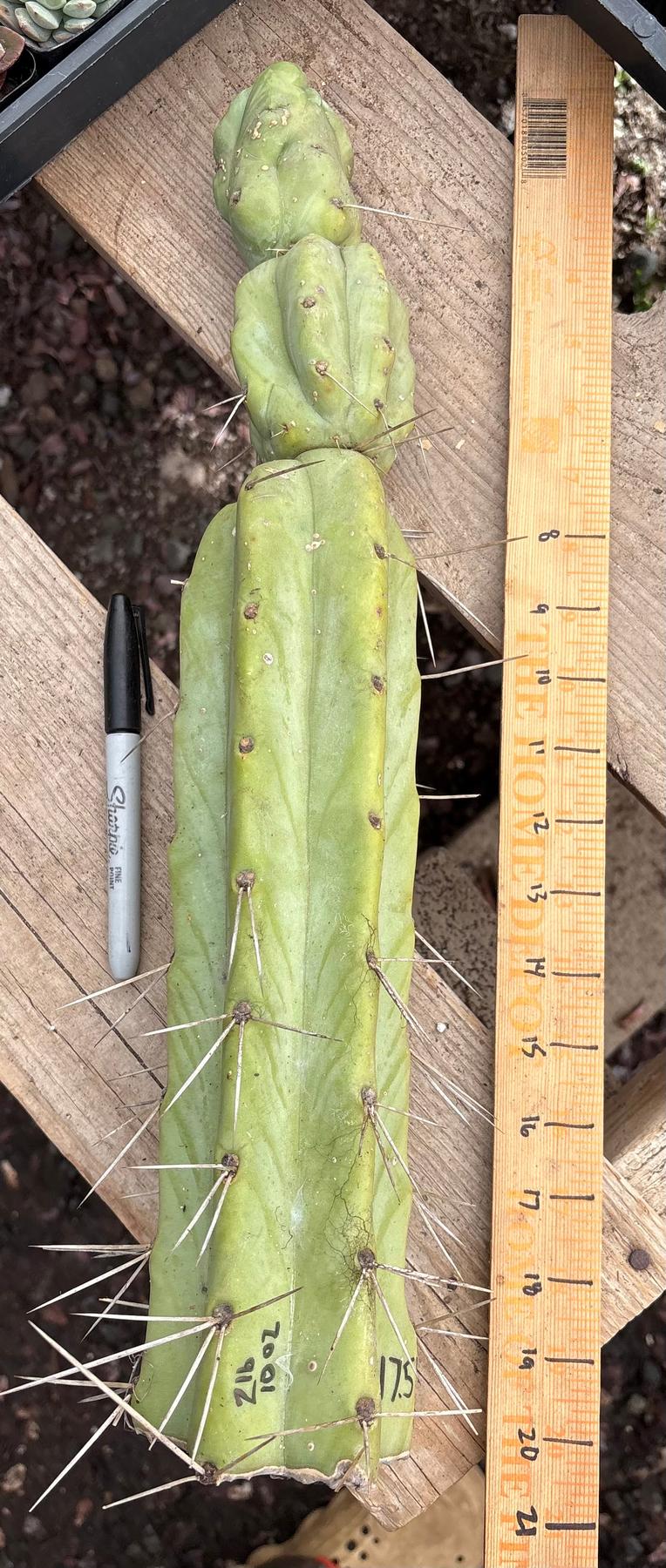 #EC147 EXACT Trichocereus Bridgesii Jiimz Twin Spinez Cactus 20” Cutting