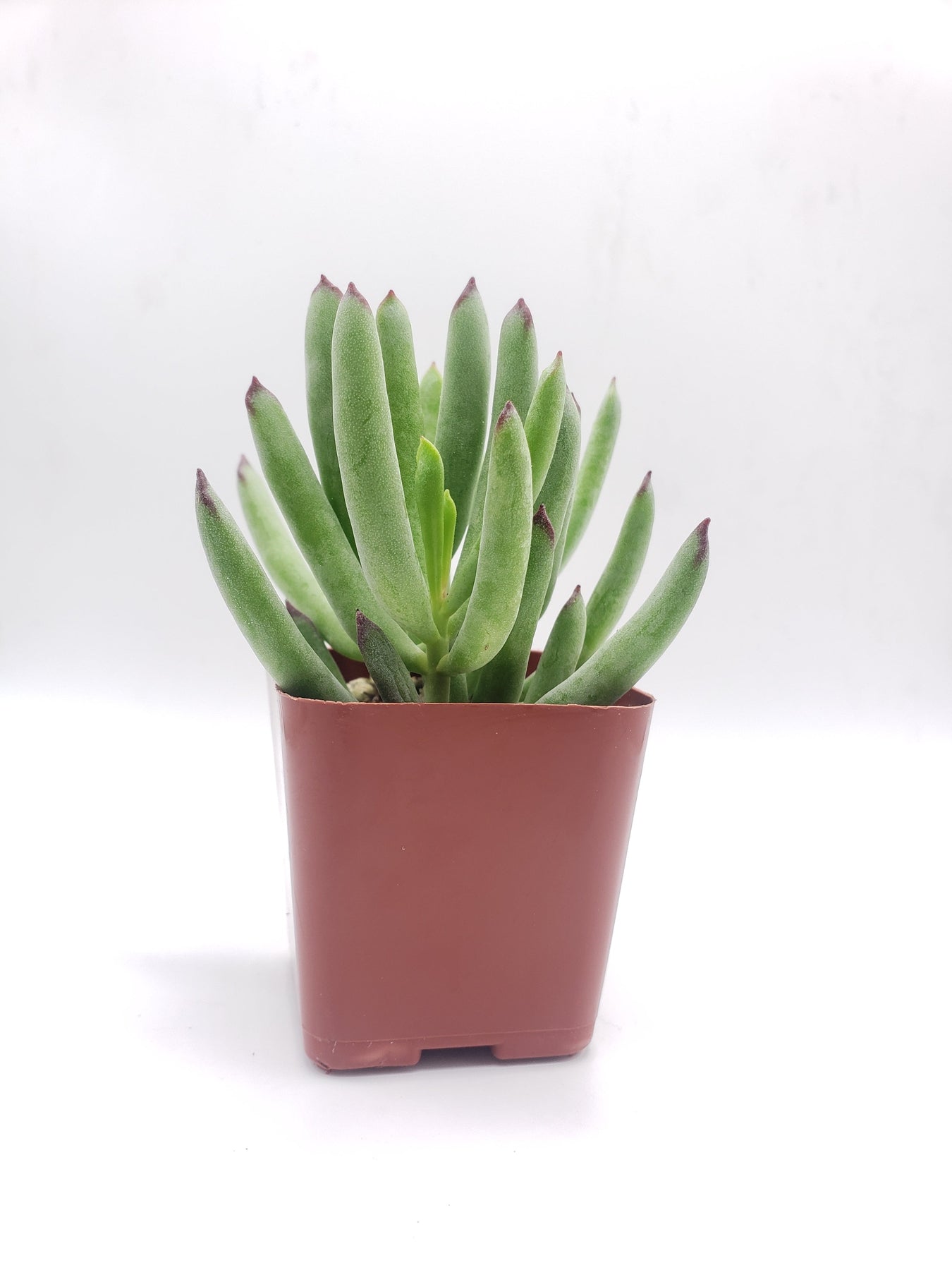 #37 Cotyledon-Succulent - Small - Exact 2in Type-The Succulent Source
