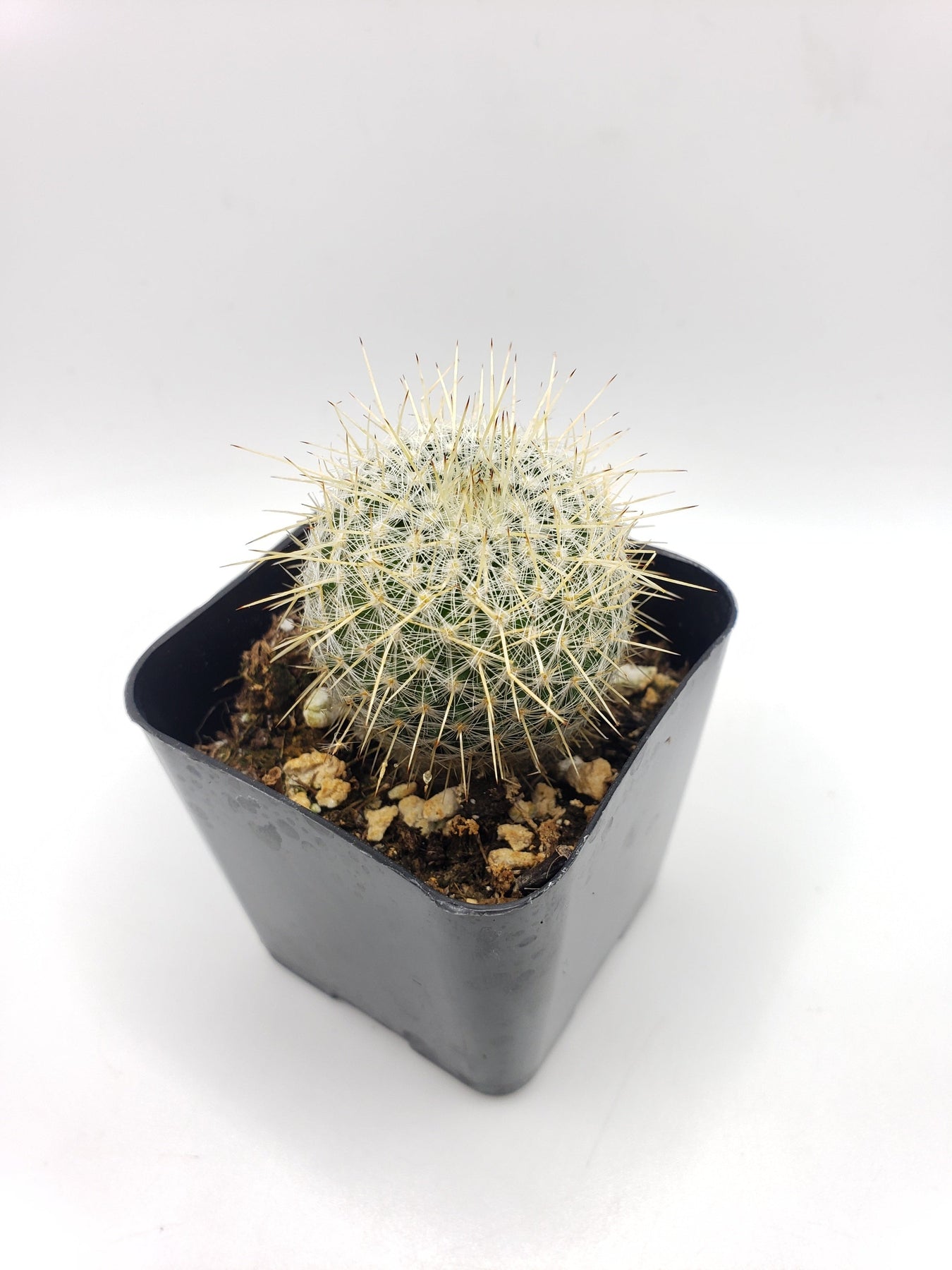 mammillaria succulent #37c 2" mammillaria celsiana