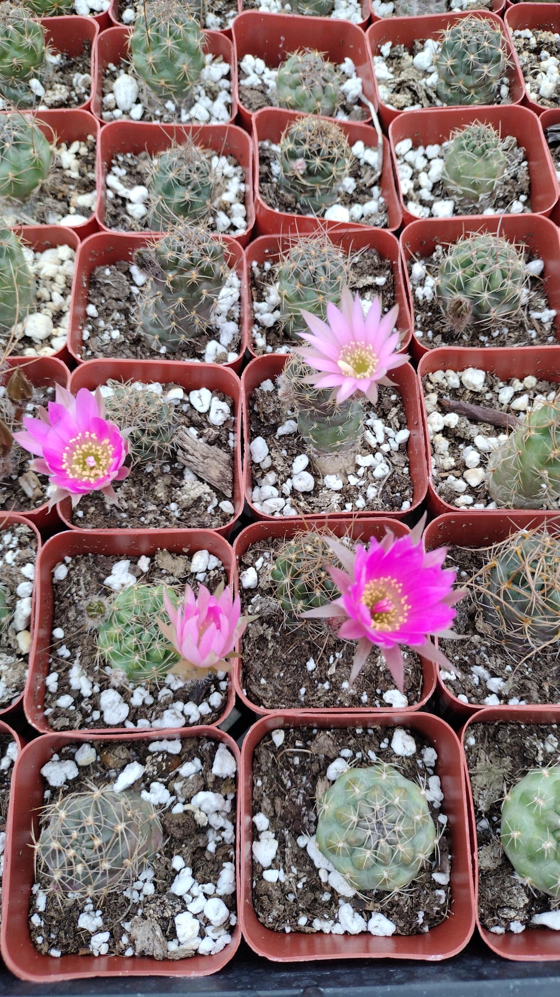 #38c 2" Gymnocalycium Baldianum-Cactus - Small - Exact Type-The Succulent Source