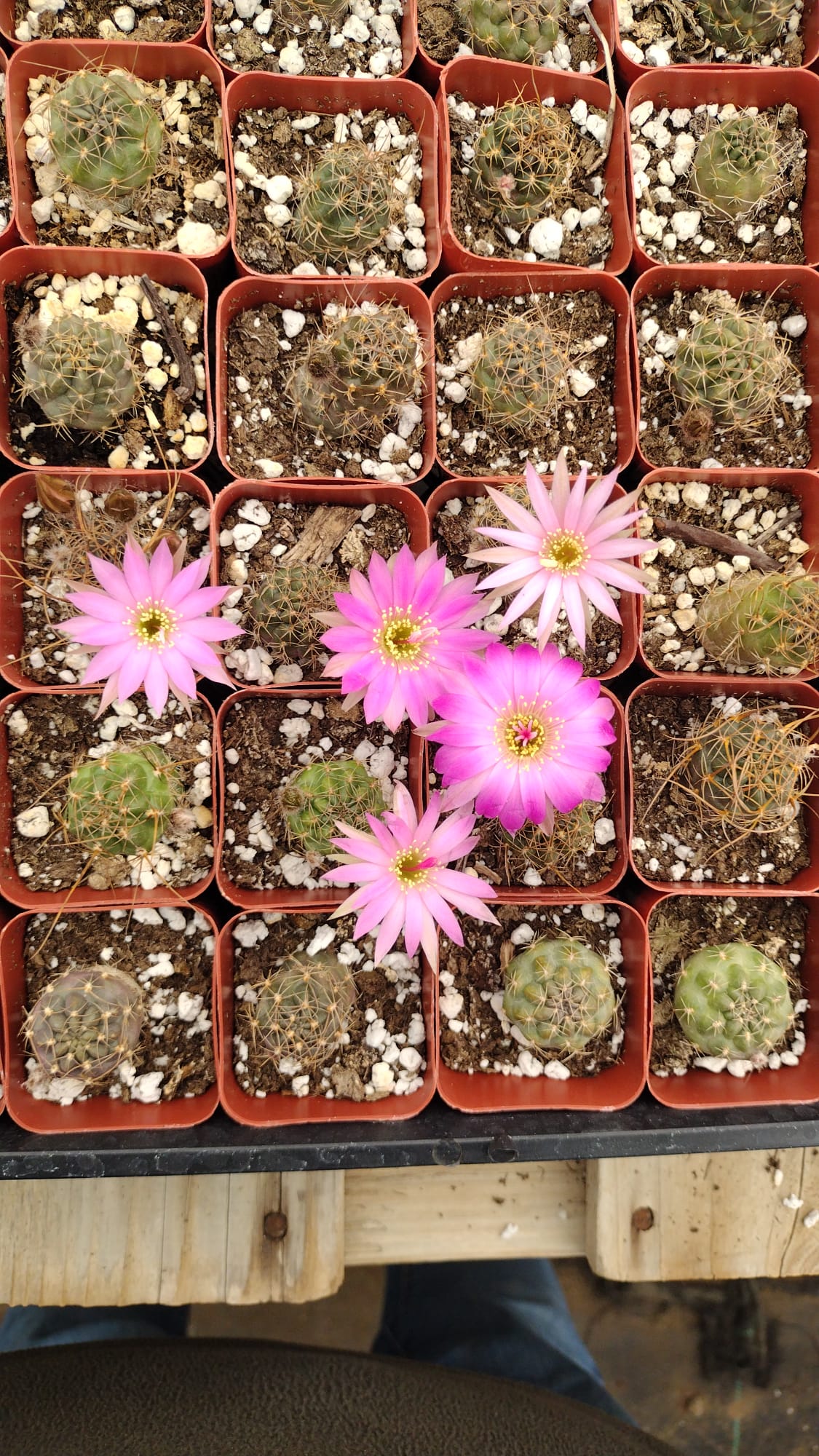 #38c 2" Gymnocalycium Baldianum-Cactus - Small - Exact Type-The Succulent Source