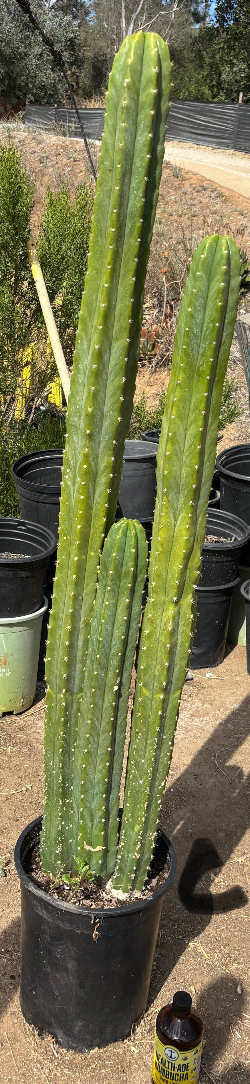 #EC125 EXACT GIANT Trichocereus Pachanoi PC Cactus Potted Specimens