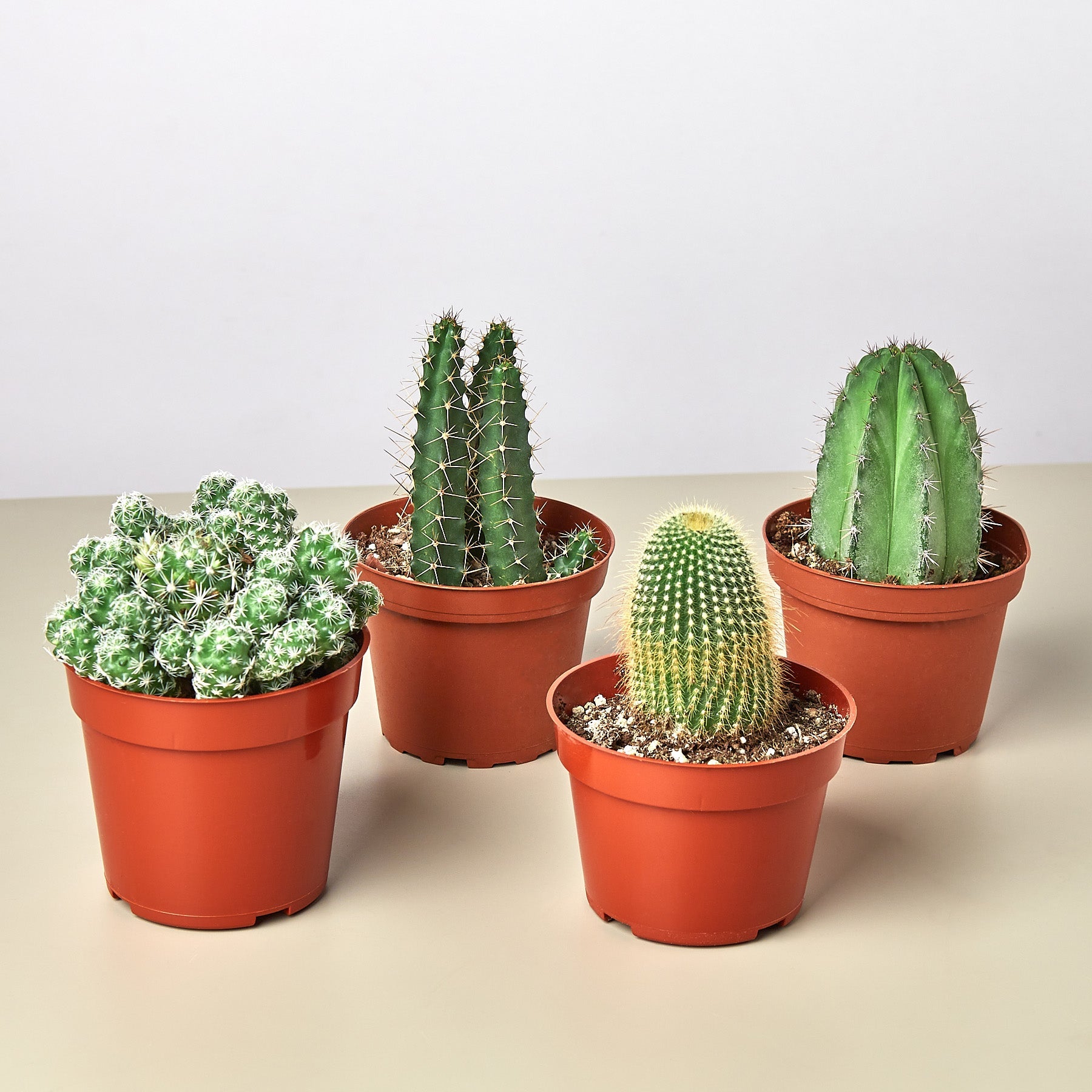 4 Cacti Variety Bundle - 4.0" Pots-Succulent-The Succulent Source