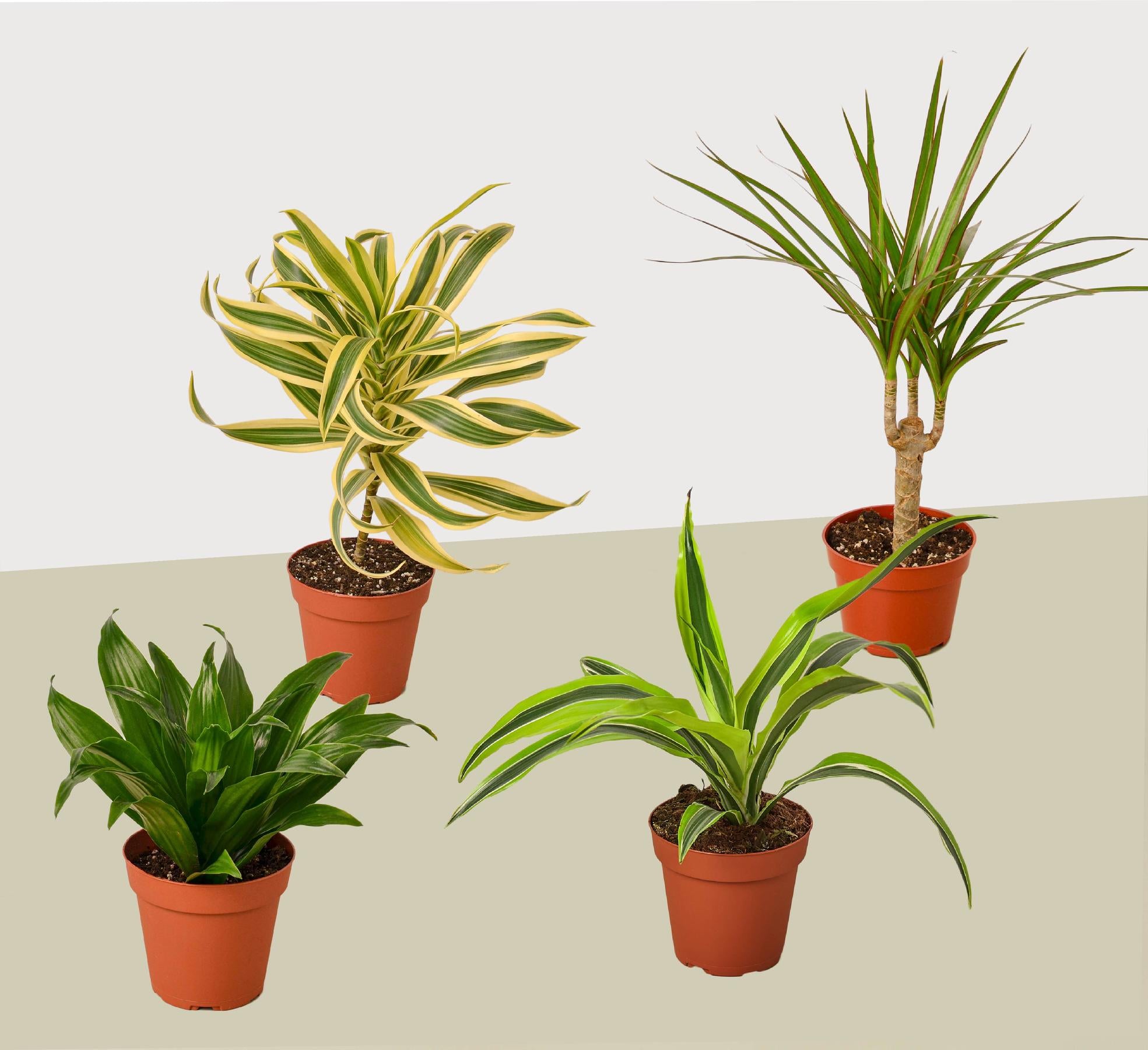 4 Different Dracaenas Variety Pack - Live House Plant - FREE Care Guide - 4" Pot-4" Plant (4pk/$2) ($13 Ship/47oz)-The Succulent Source