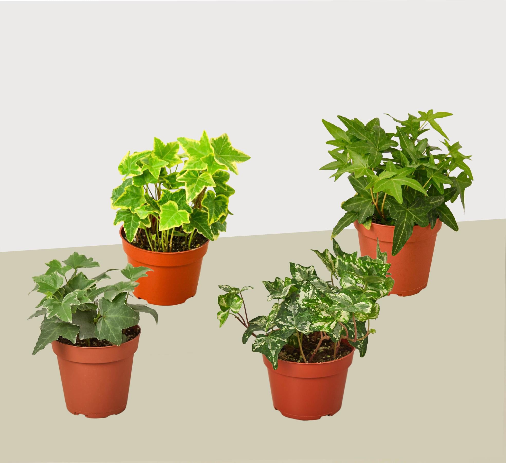 4 Different English Ivy Plants - 4" Pots - Live House Plant-4" Plant (4pk/$2) ($13 Ship/47oz)-The Succulent Source