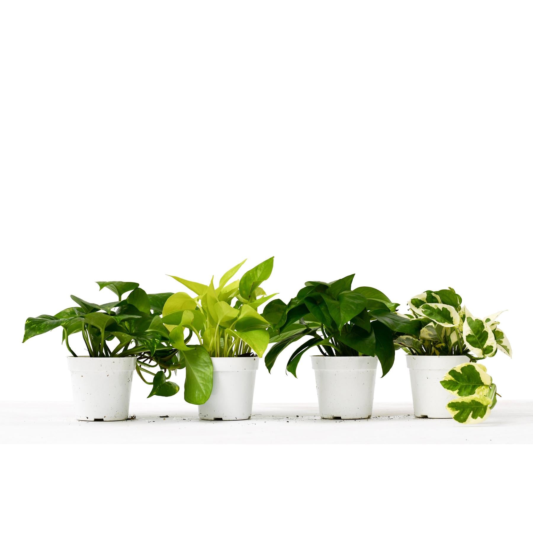4 Different Pothos Plants in 4" Pots - Live House Plant-4" Plant (4pk/$2) ($13 Ship/47oz)-The Succulent Source