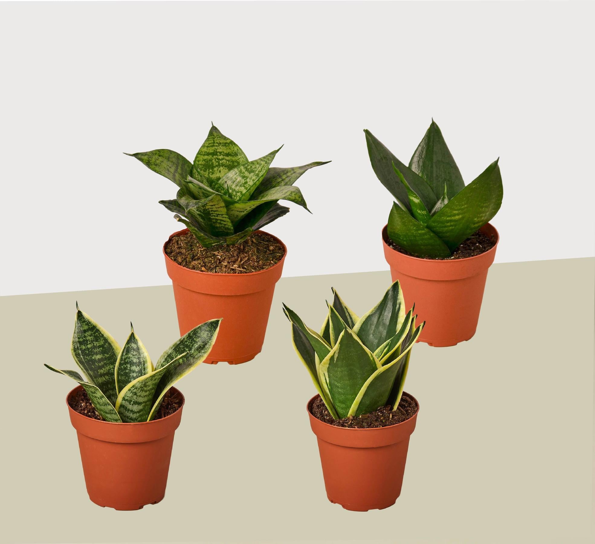 4 Different Snake Plants in 4" Pots - Sansevieria - Live Plant - FREE Care Guide-4" Plant (4pk/$2) ($13 Ship/47oz)-The Succulent Source