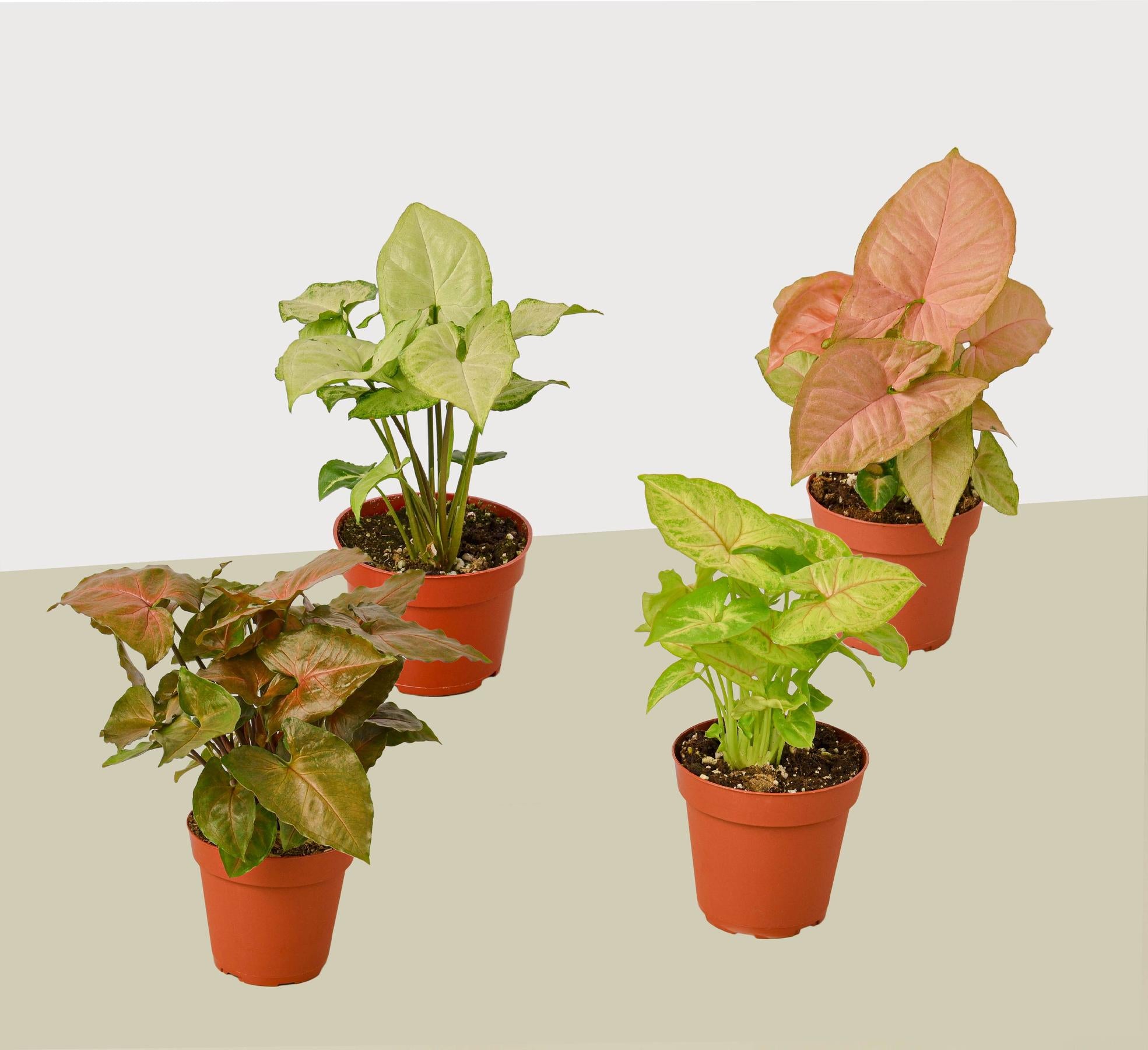 4 Different Syngonium Plants - Arrowhead Plants / 4" Pot / Live Plant-4" Plant (4pk/$2) ($13 Ship/47oz)-The Succulent Source