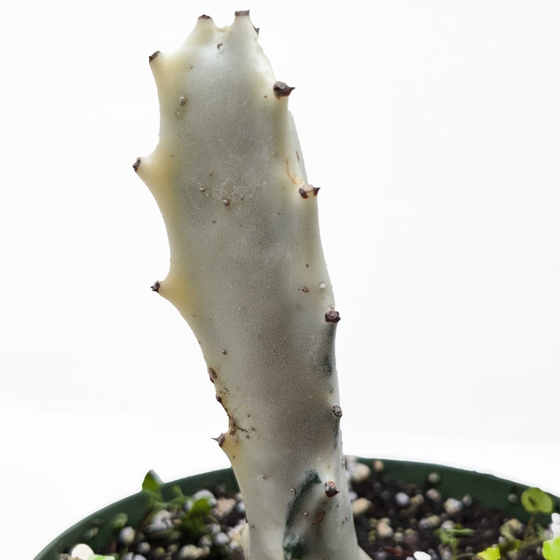 4" Succulent Euphorbia 'Dragon Bone'-Succulent-The Succulent Source