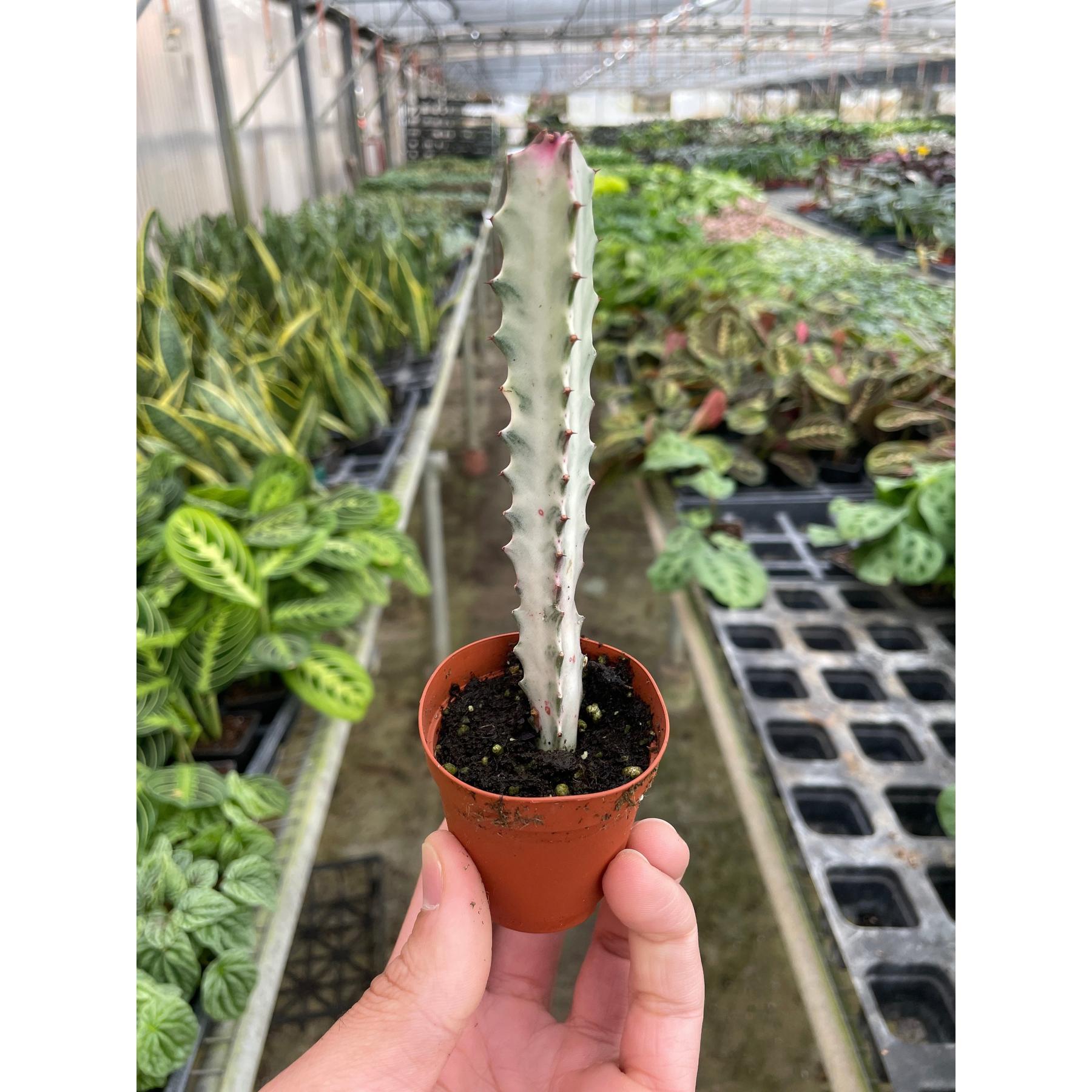 4" Succulent Euphorbia 'Dragon Bone'-Succulent-The Succulent Source