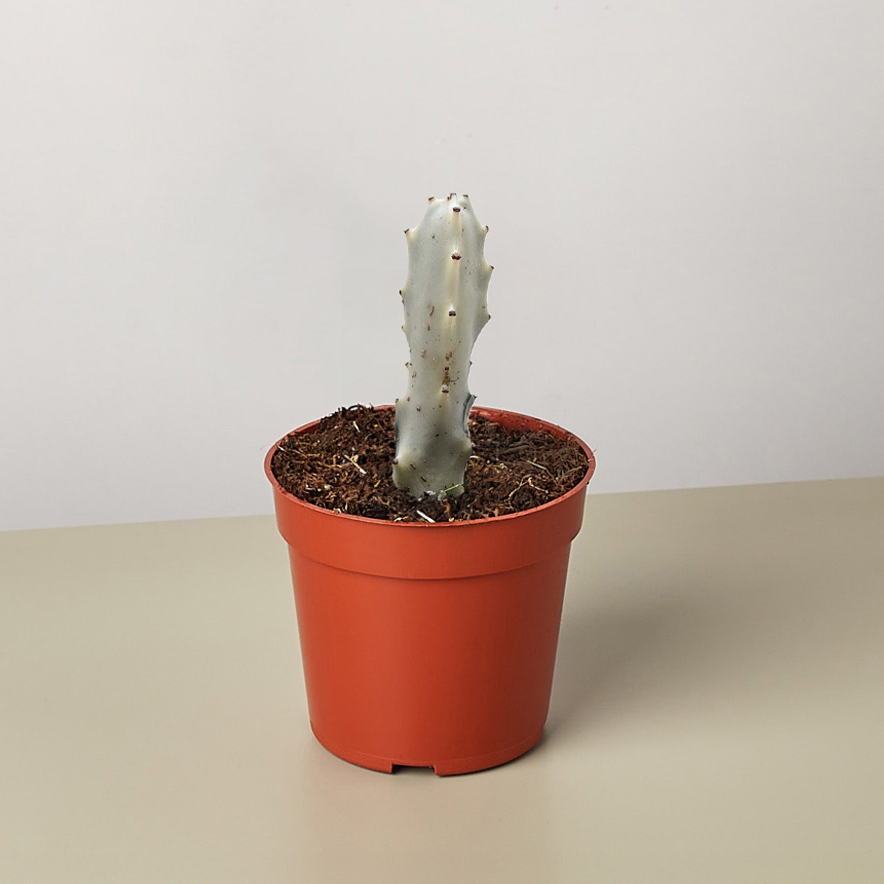 4" Succulent Euphorbia 'Dragon Bone'-Succulent-The Succulent Source