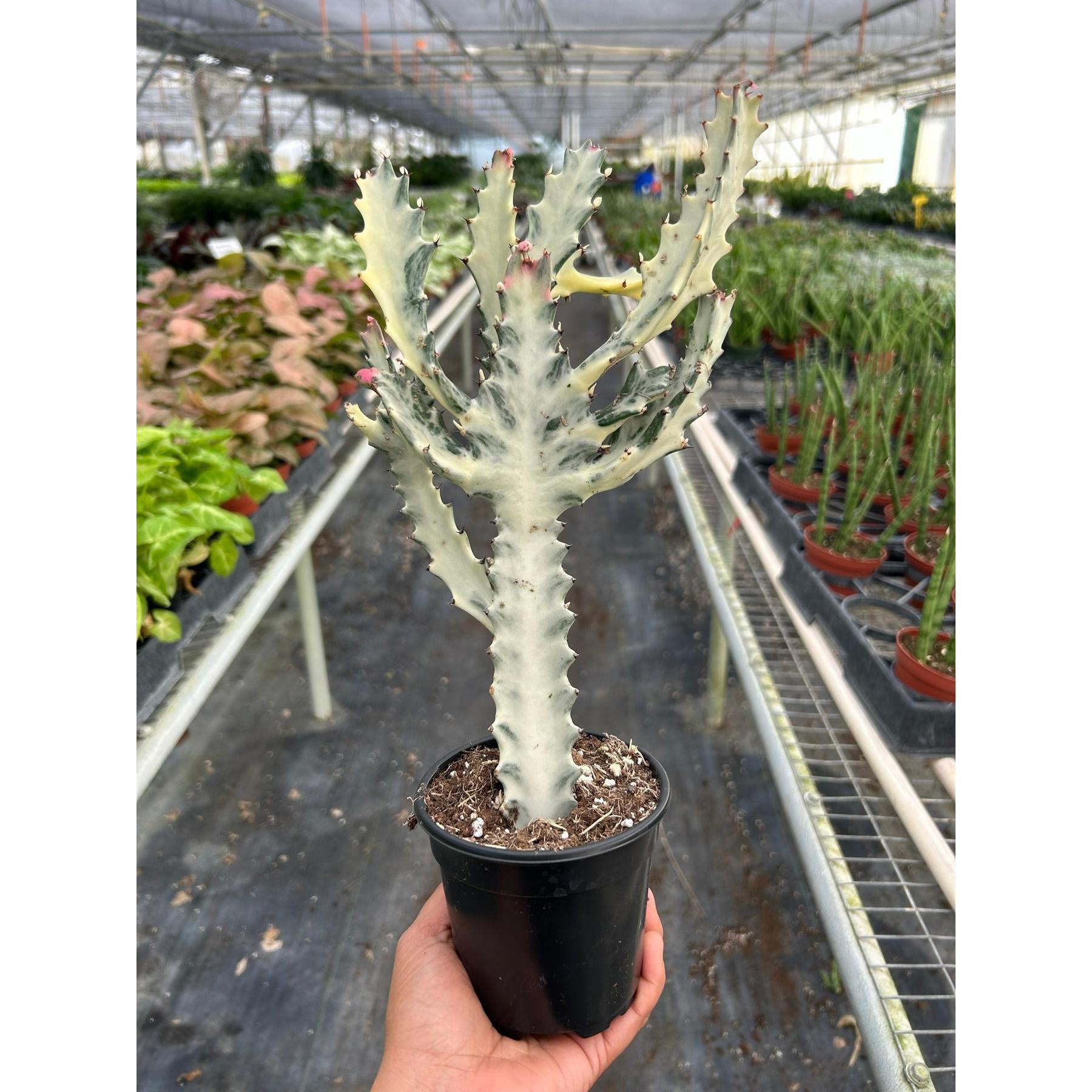 4" Succulent Euphorbia 'Dragon Bone'-Succulent-The Succulent Source