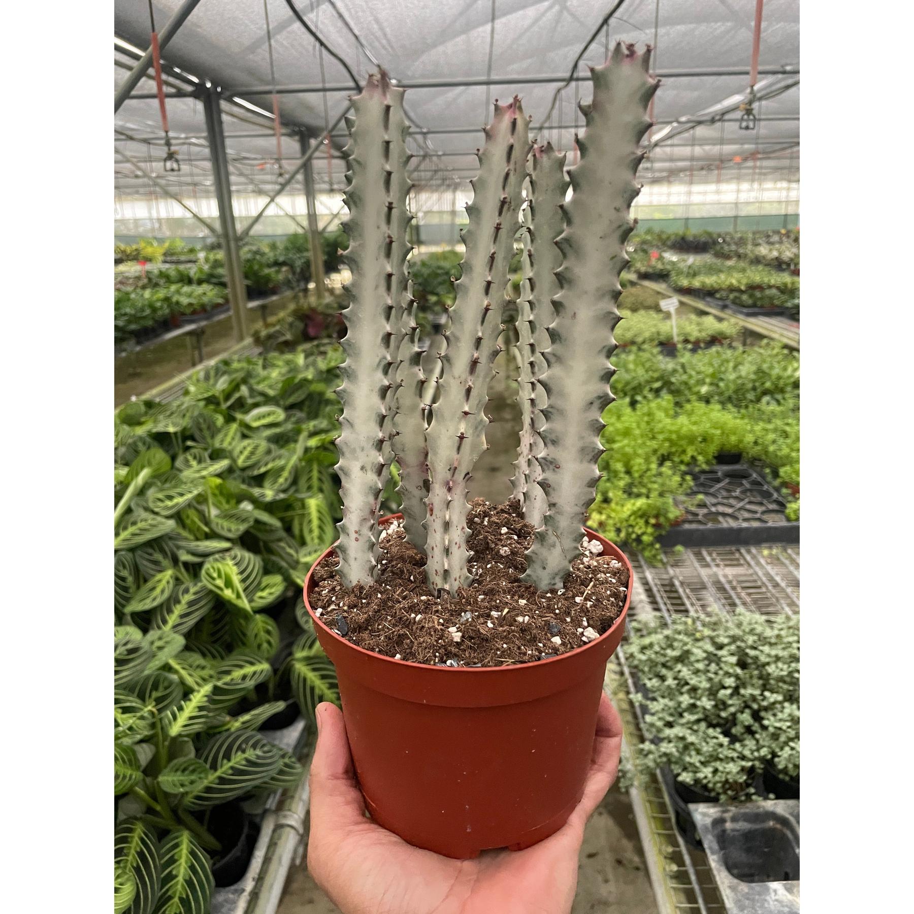 4" Succulent Euphorbia 'Dragon Bone'-Succulent-The Succulent Source