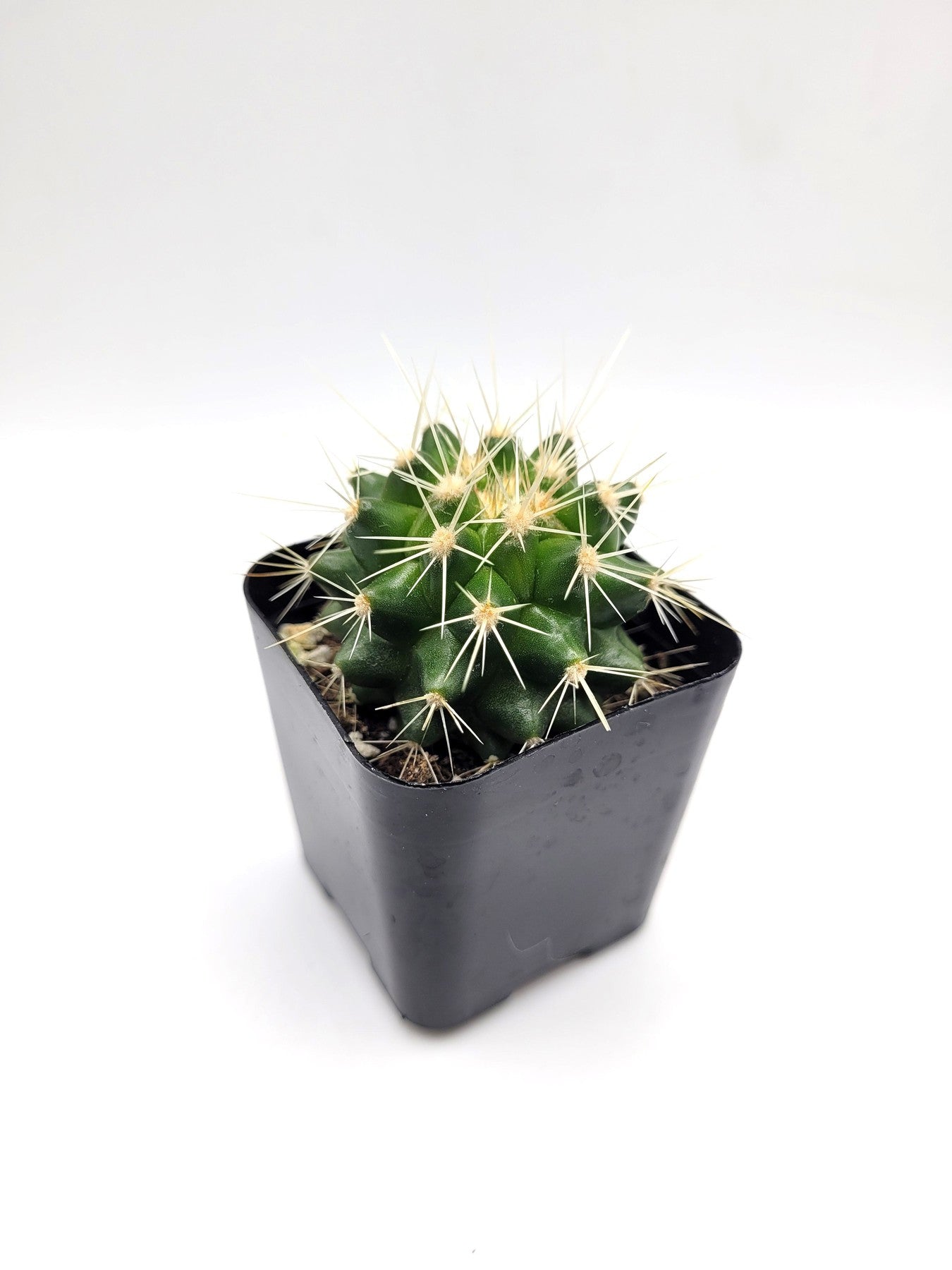 types of golden barrel cactus #40c Golden Barrel
