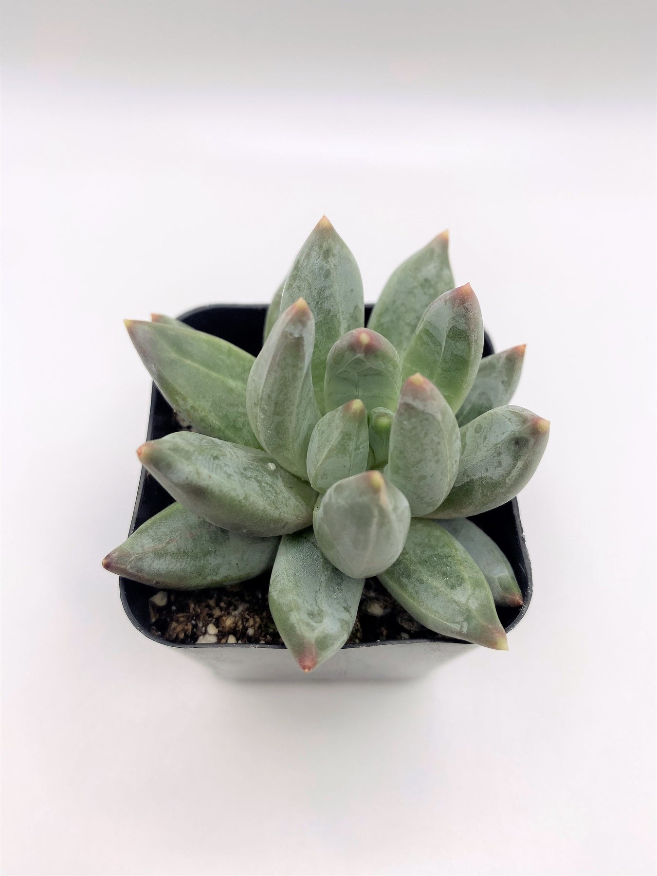 #41 Graptoveria Little Jewels-Succulent - Small - Exact 2in Type-The Succulent Source