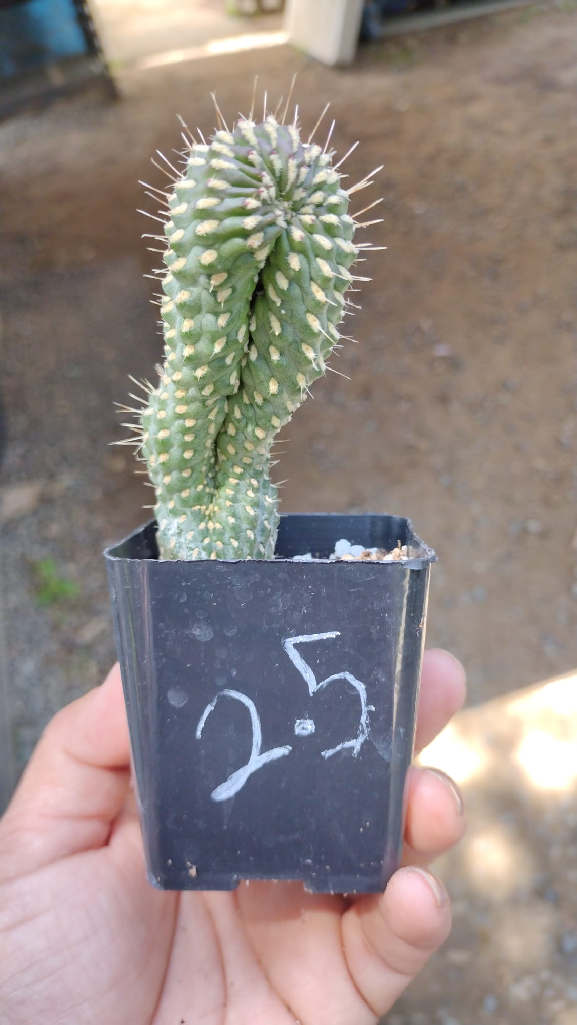 #41C 2.5"-Cactus - Small - Exact Type-The Succulent Source