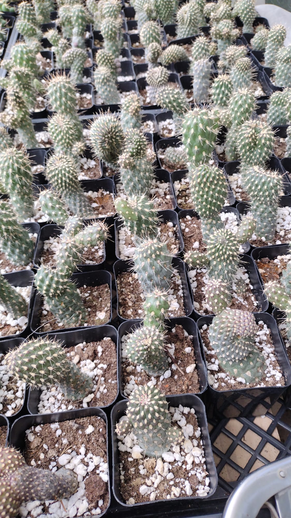 #41C 2.5"-Cactus - Small - Exact Type-The Succulent Source