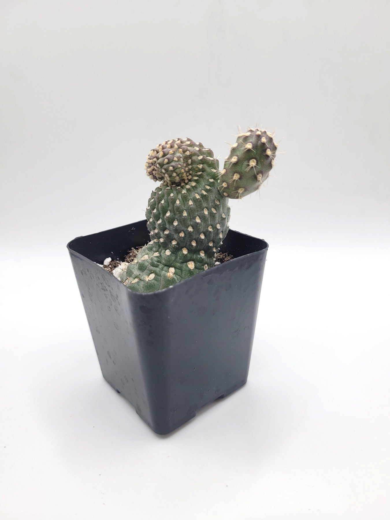 #41C 2.5"-Cactus - Small - Exact Type-The Succulent Source