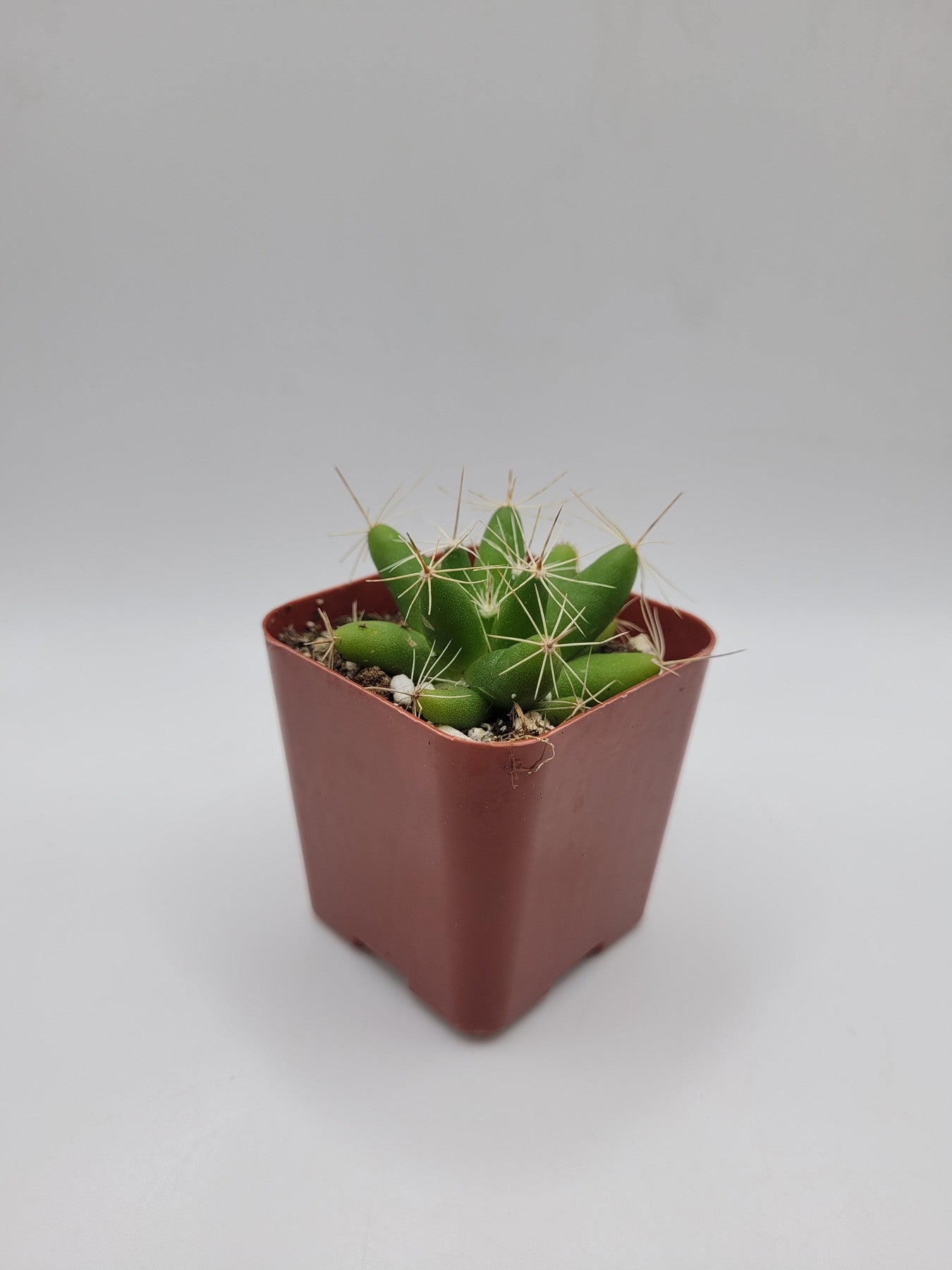 #43c Finger Cactus aka Mammillaria Longimamma