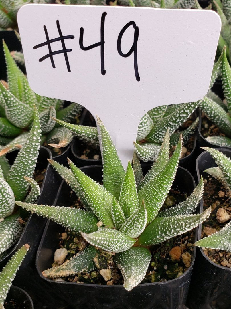 #49 Haworthia Zebra-Succulent - Small - Exact Type-The Succulent Source