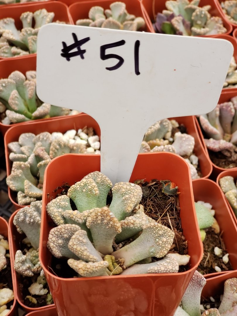 #51 Aloinopsis luckhoffii-Succulent - Small - Exact Type-The Succulent Source